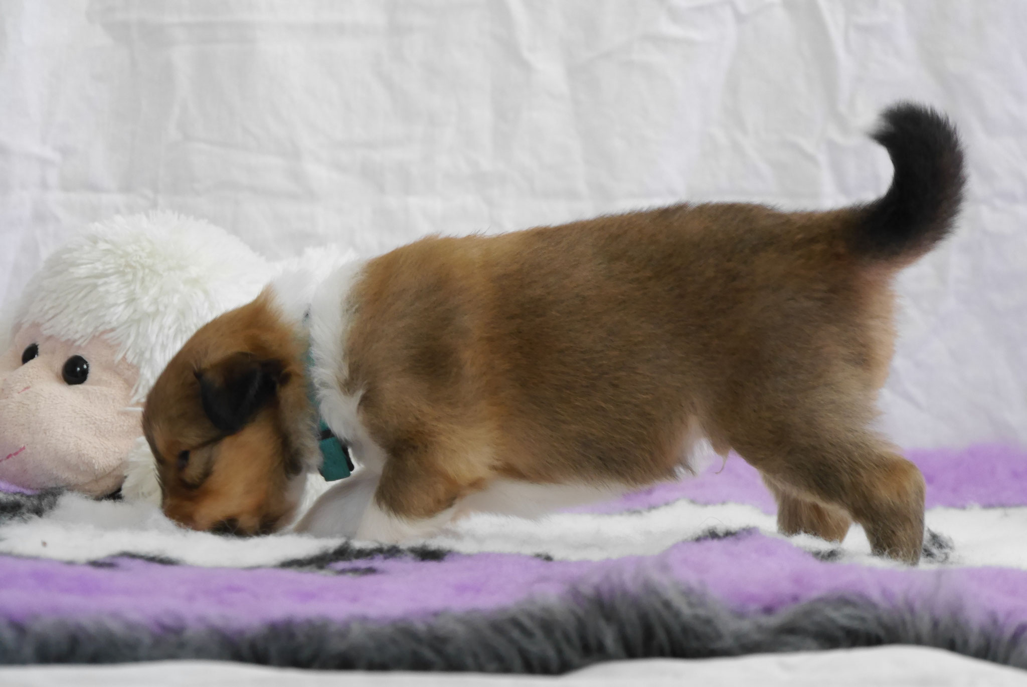 Odie mit 3 Wochen 