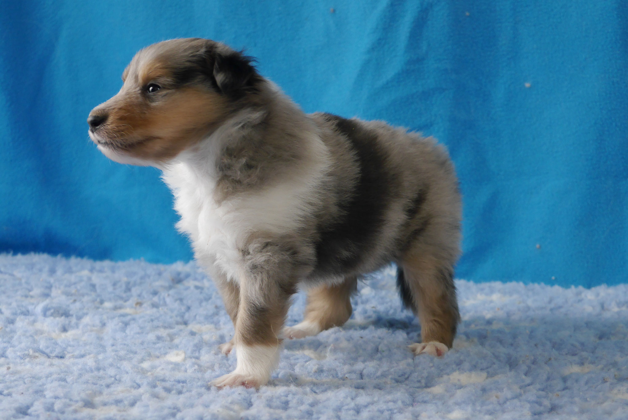 Newt mit 4 Wochen 