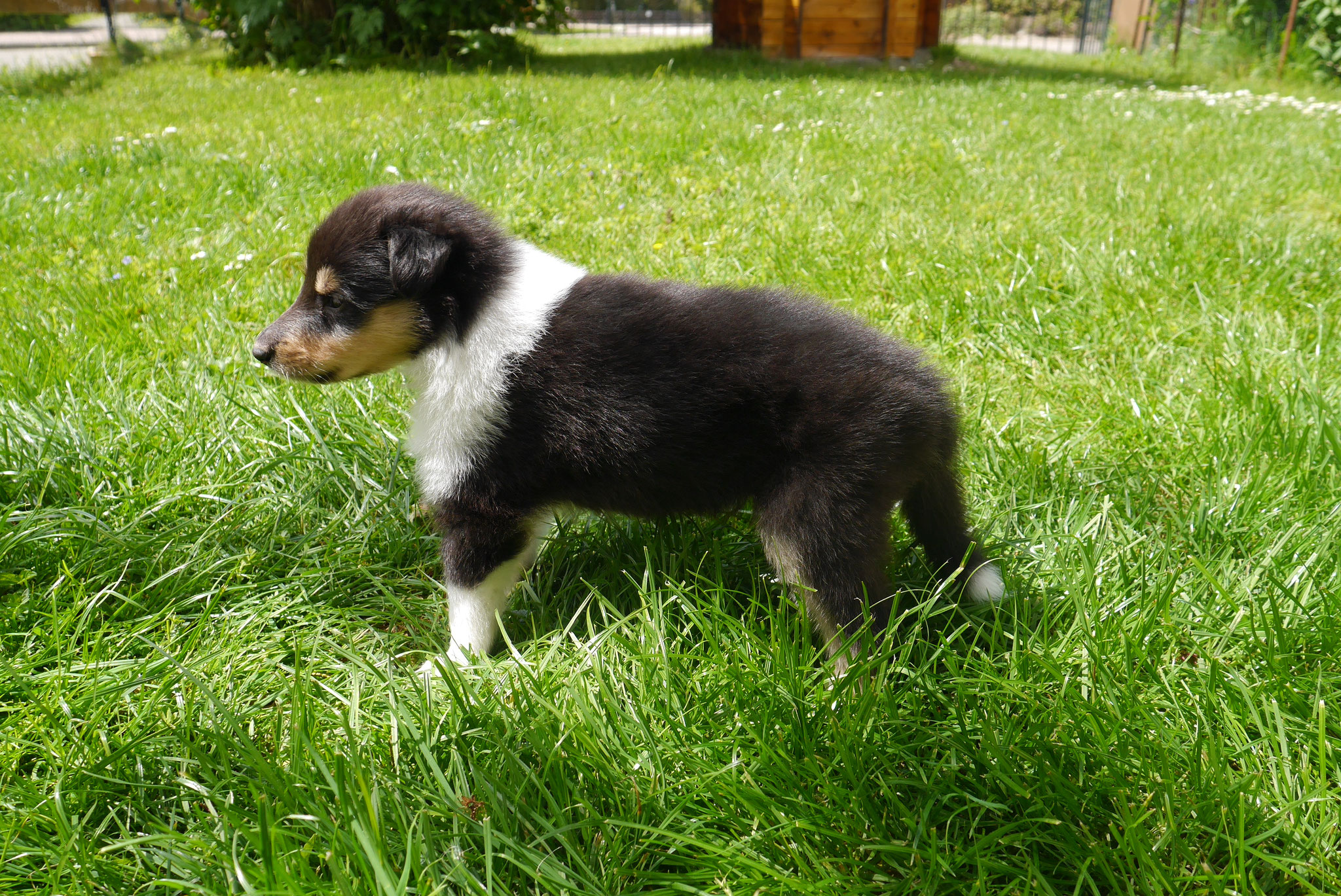 Amelia mit 4 Wochen