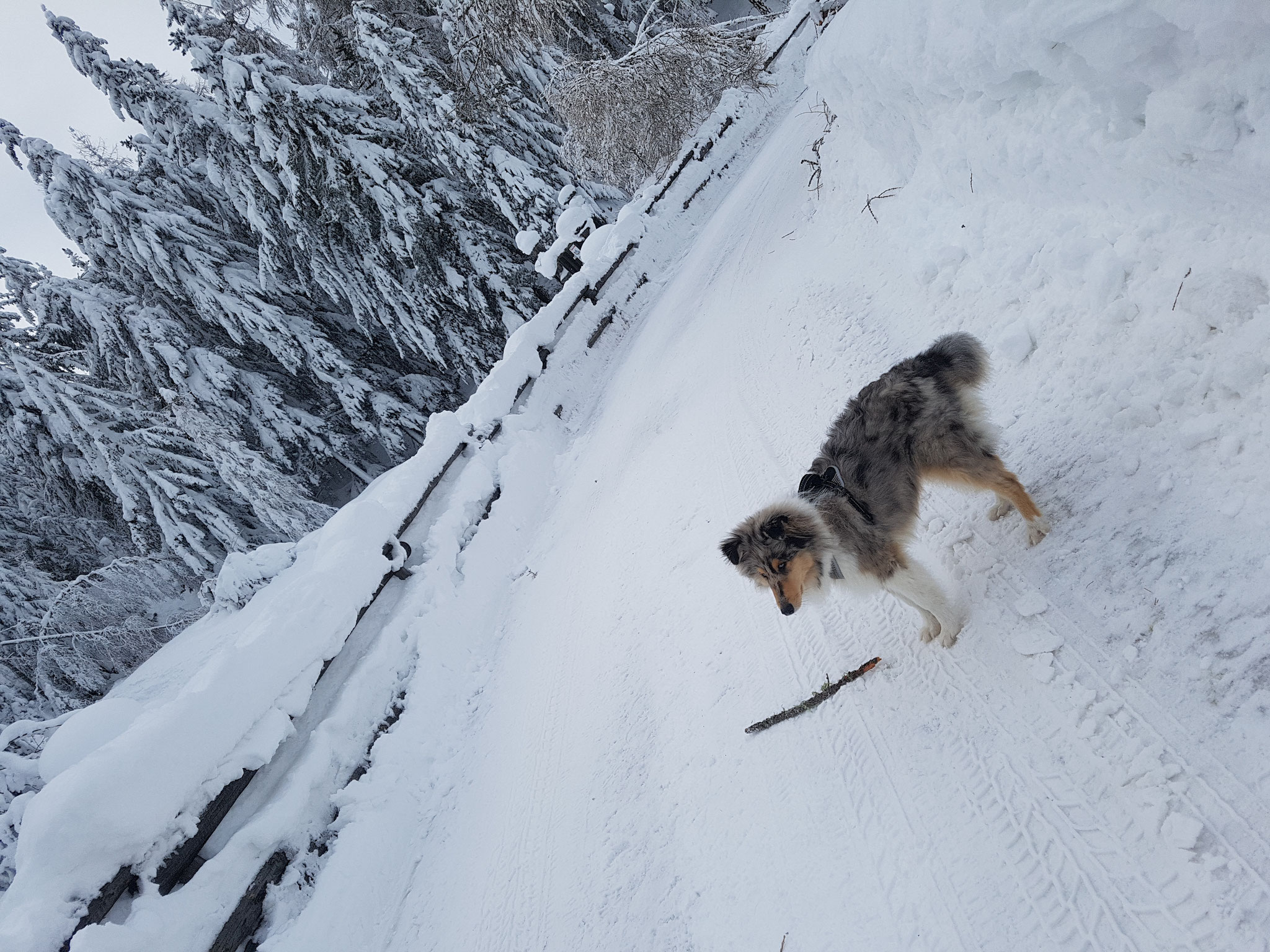 Buster mit 6 Monaten