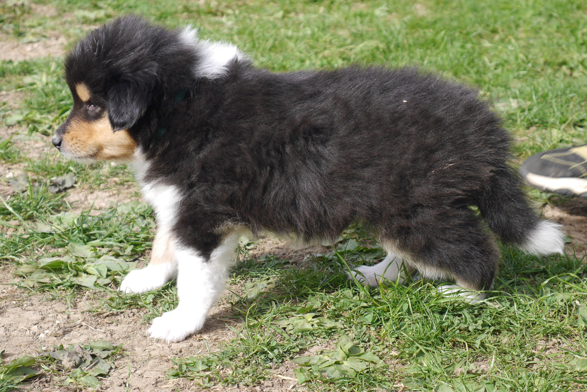 Ernie mit 5 Wochen