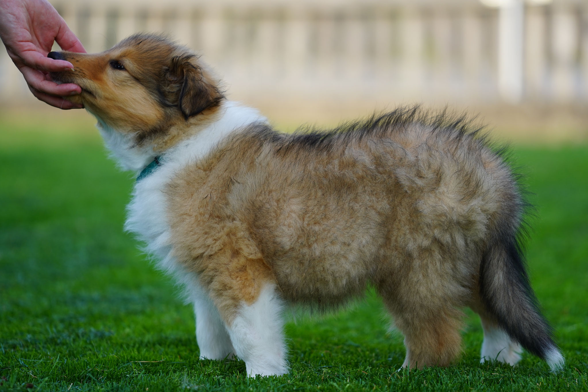 Odie mit 8 Wochen 