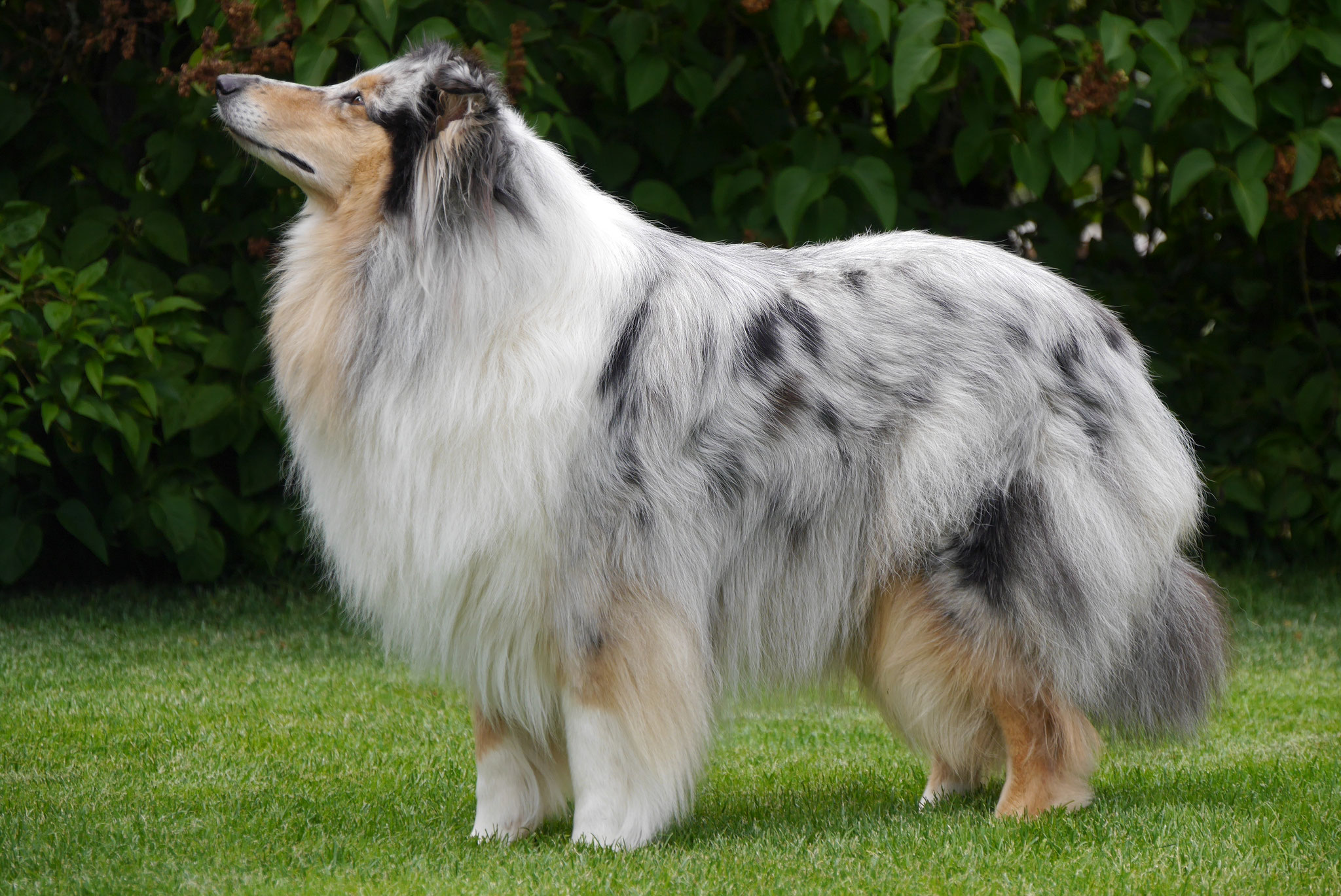 Harmony mit 4 Jahren 