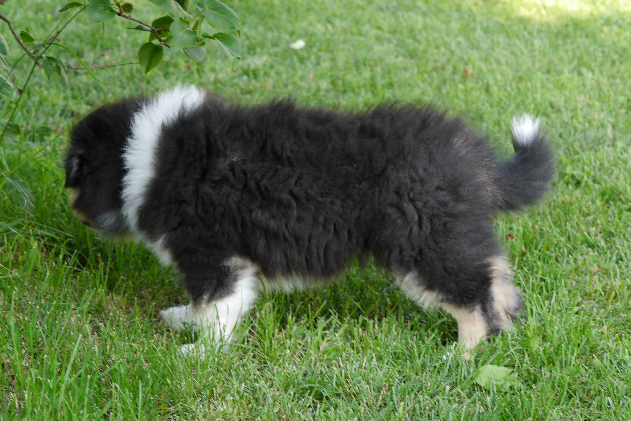 Holly mit 7 Wochen 