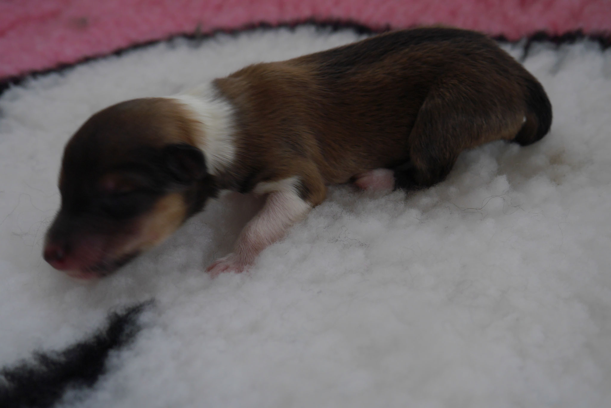 Indiana Jones´s Geburtstag