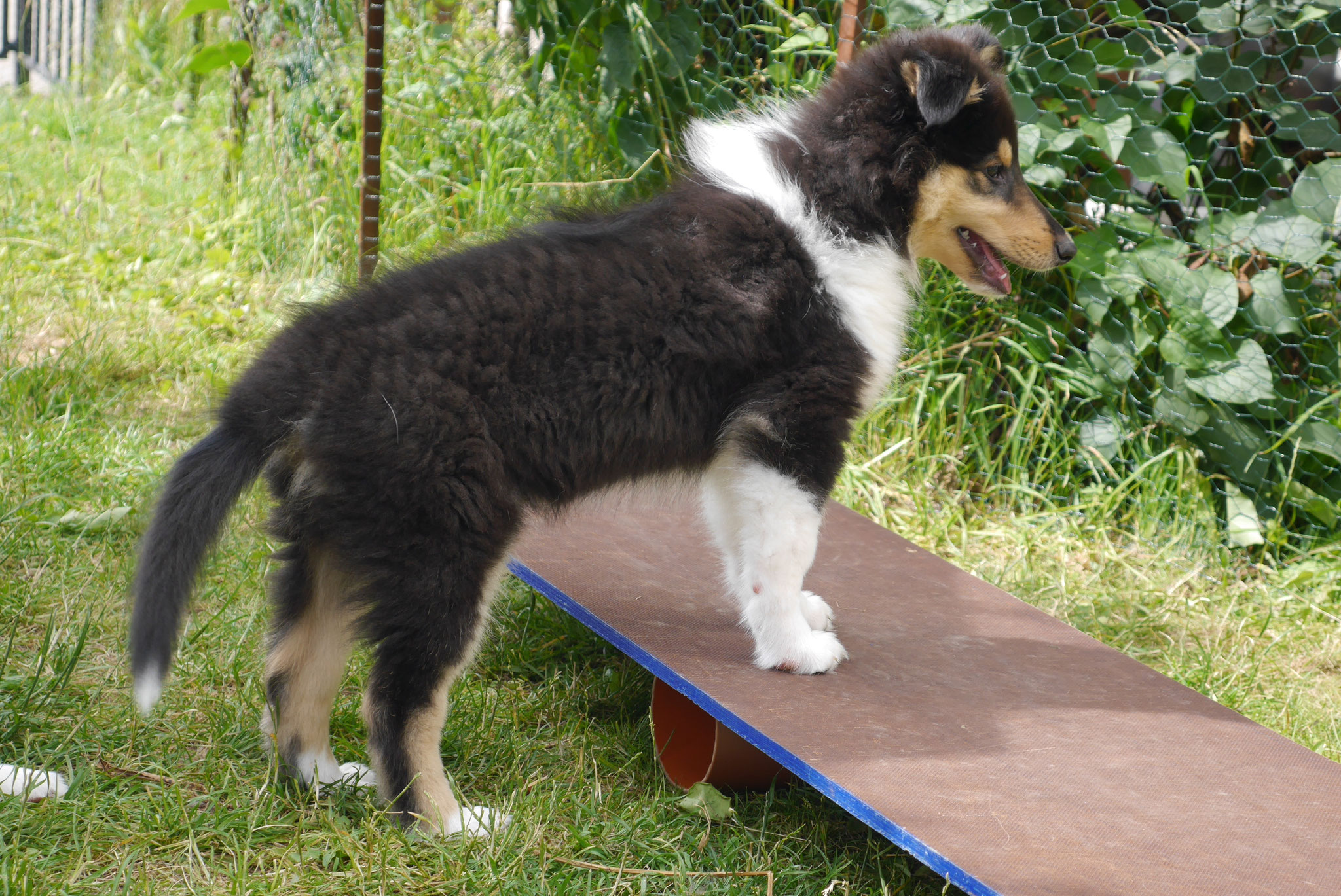 Alvin mit 9 einhalb Wochen