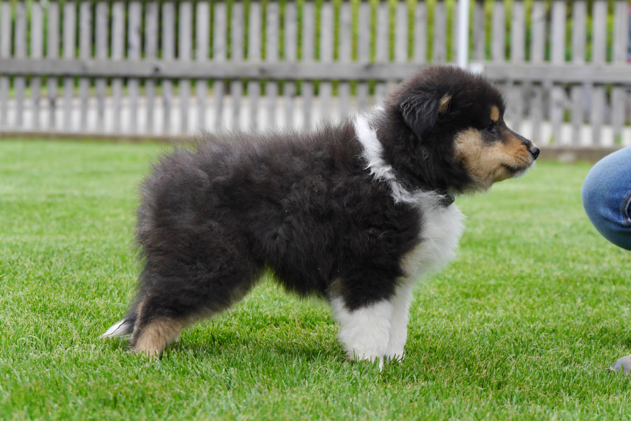 Leo mit 7 Wochen 