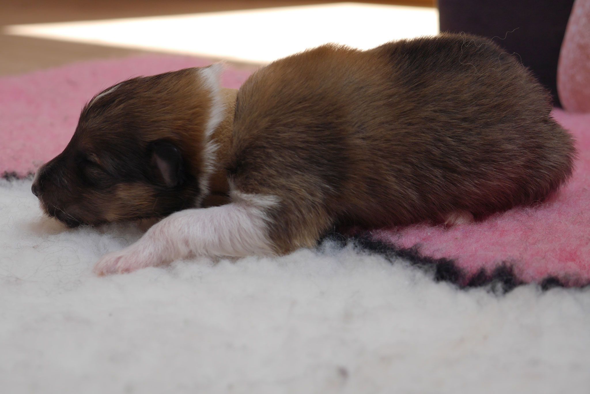 Kion mit 1ner Woche