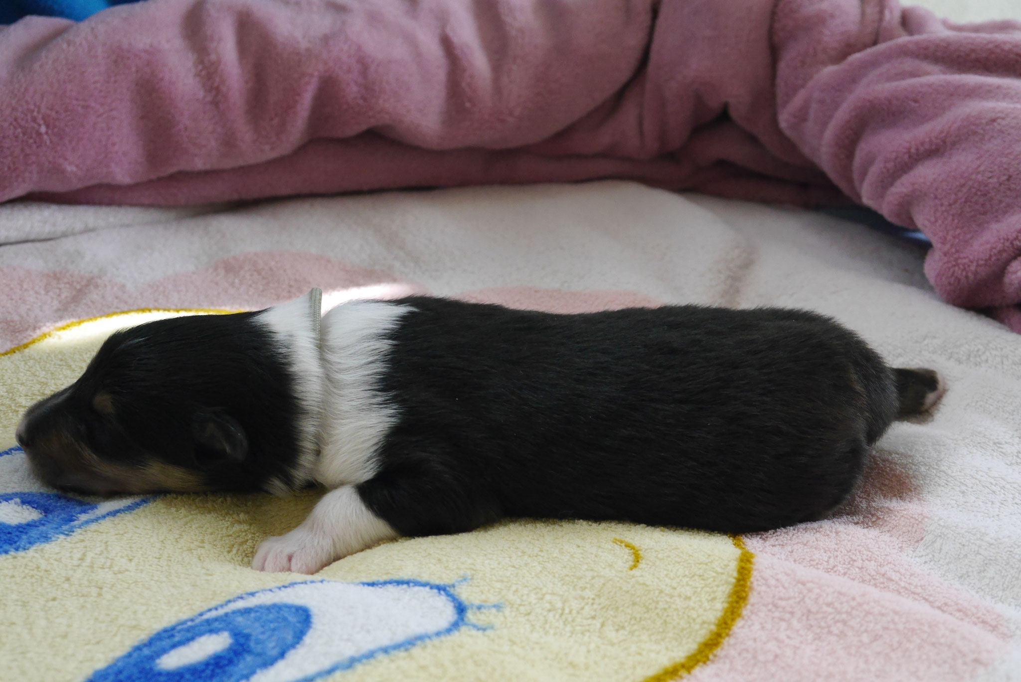 Mickey mit 1ner Woche 