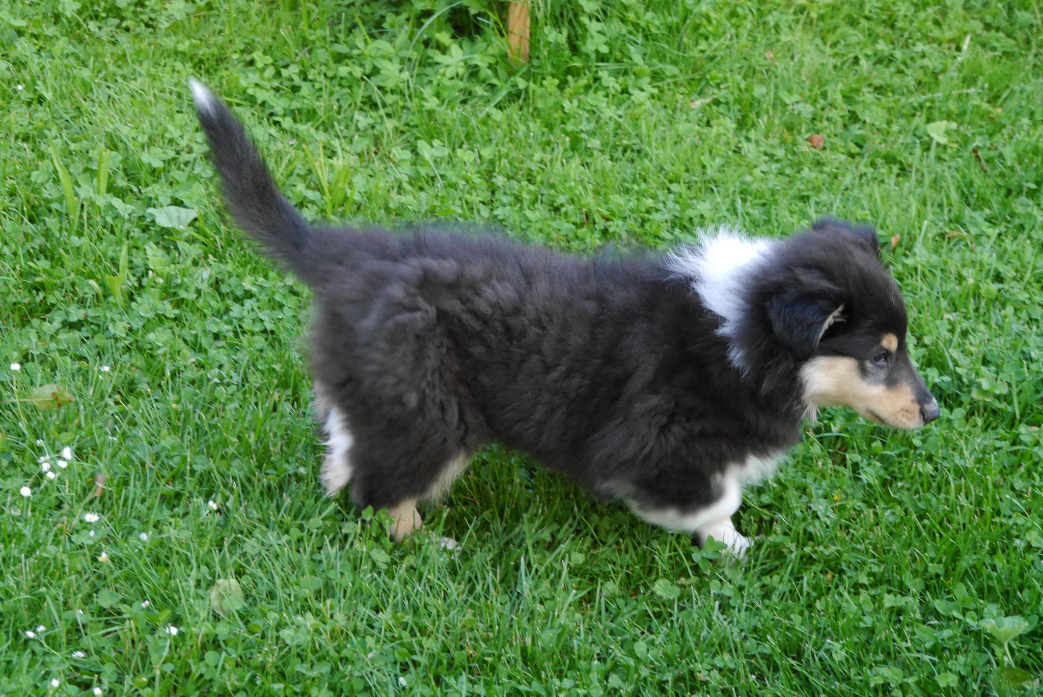 Charly Brown mit 8 Wochen