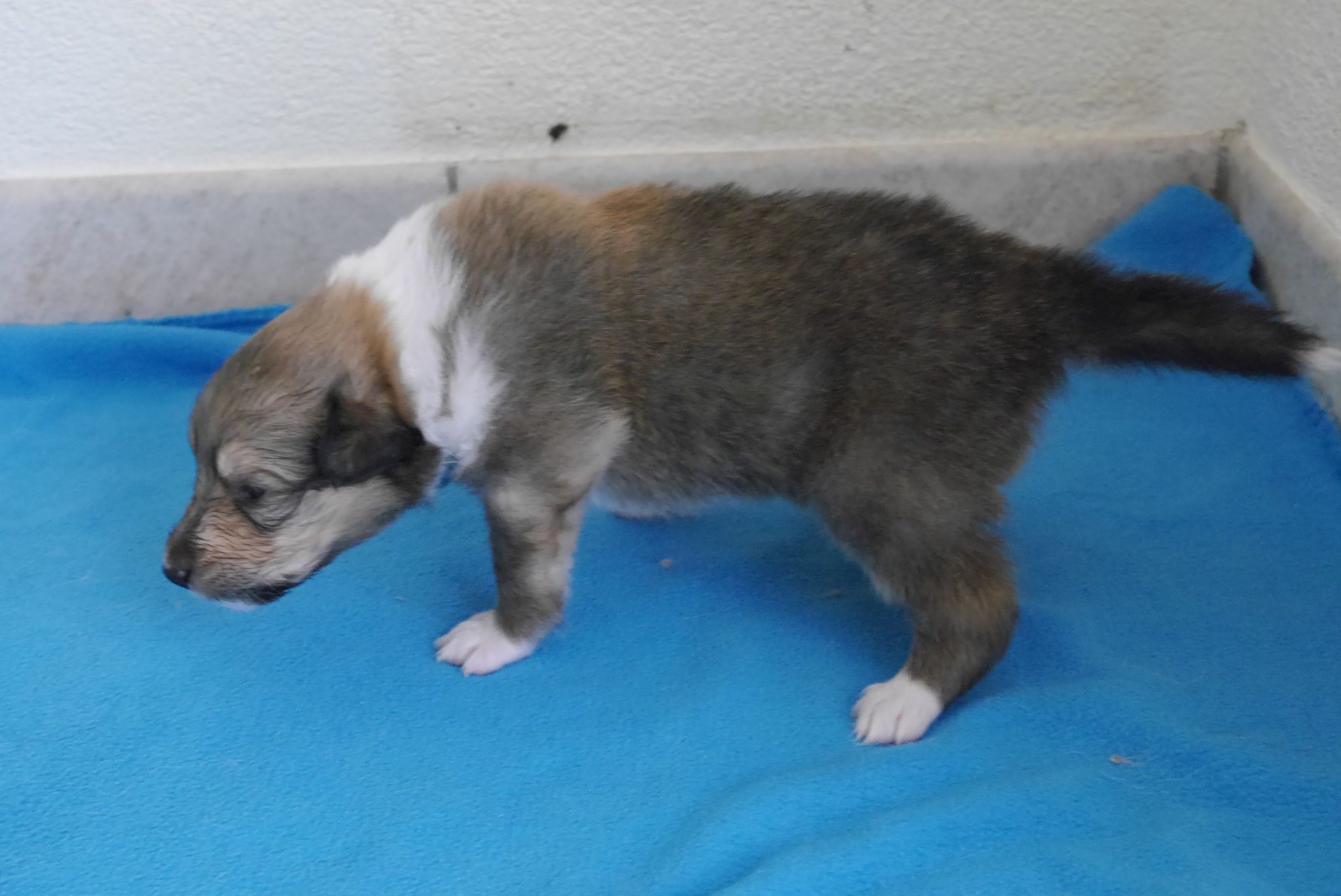 Kenzo mit 3 Wochen 