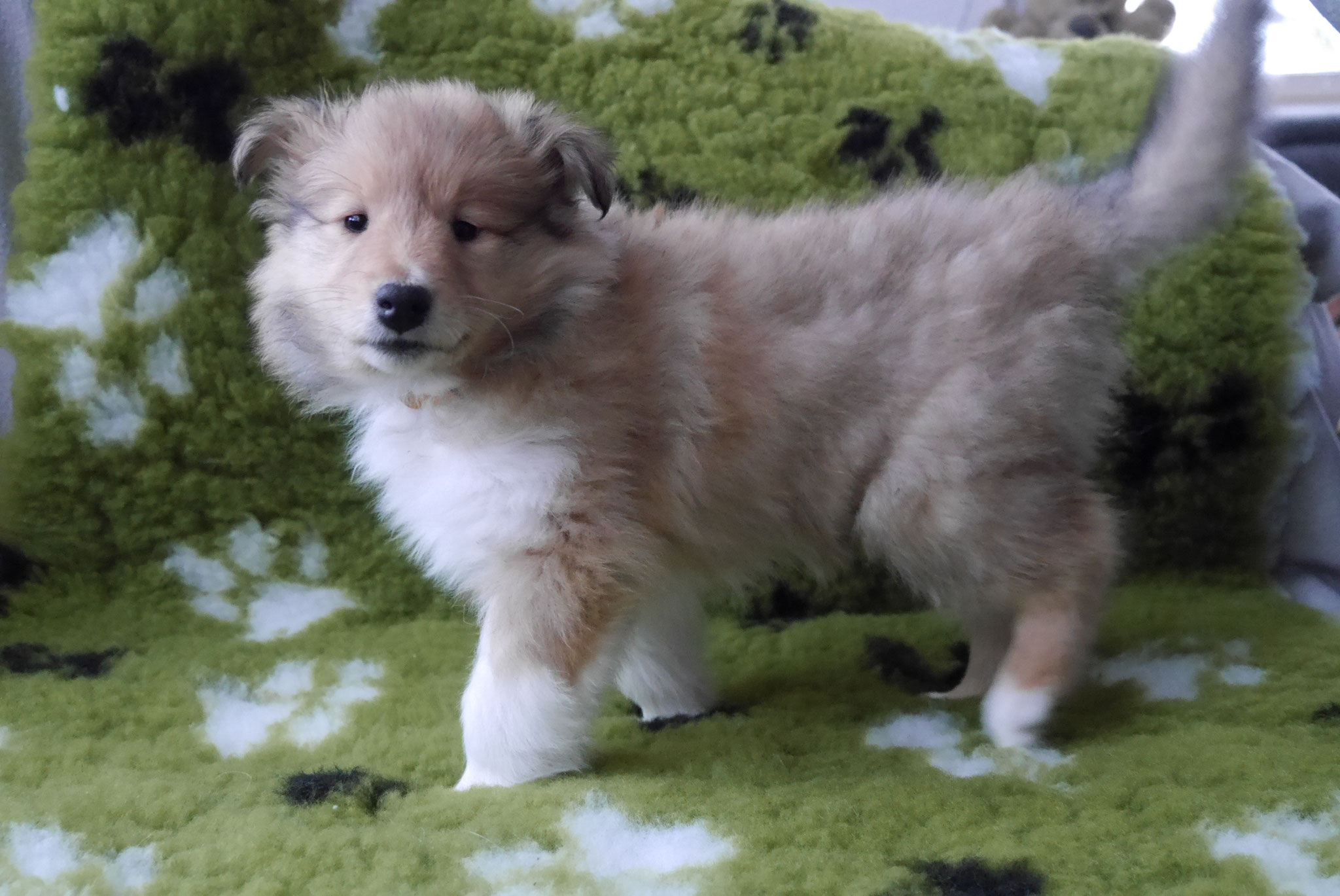 Infinity mit 8 Wochen