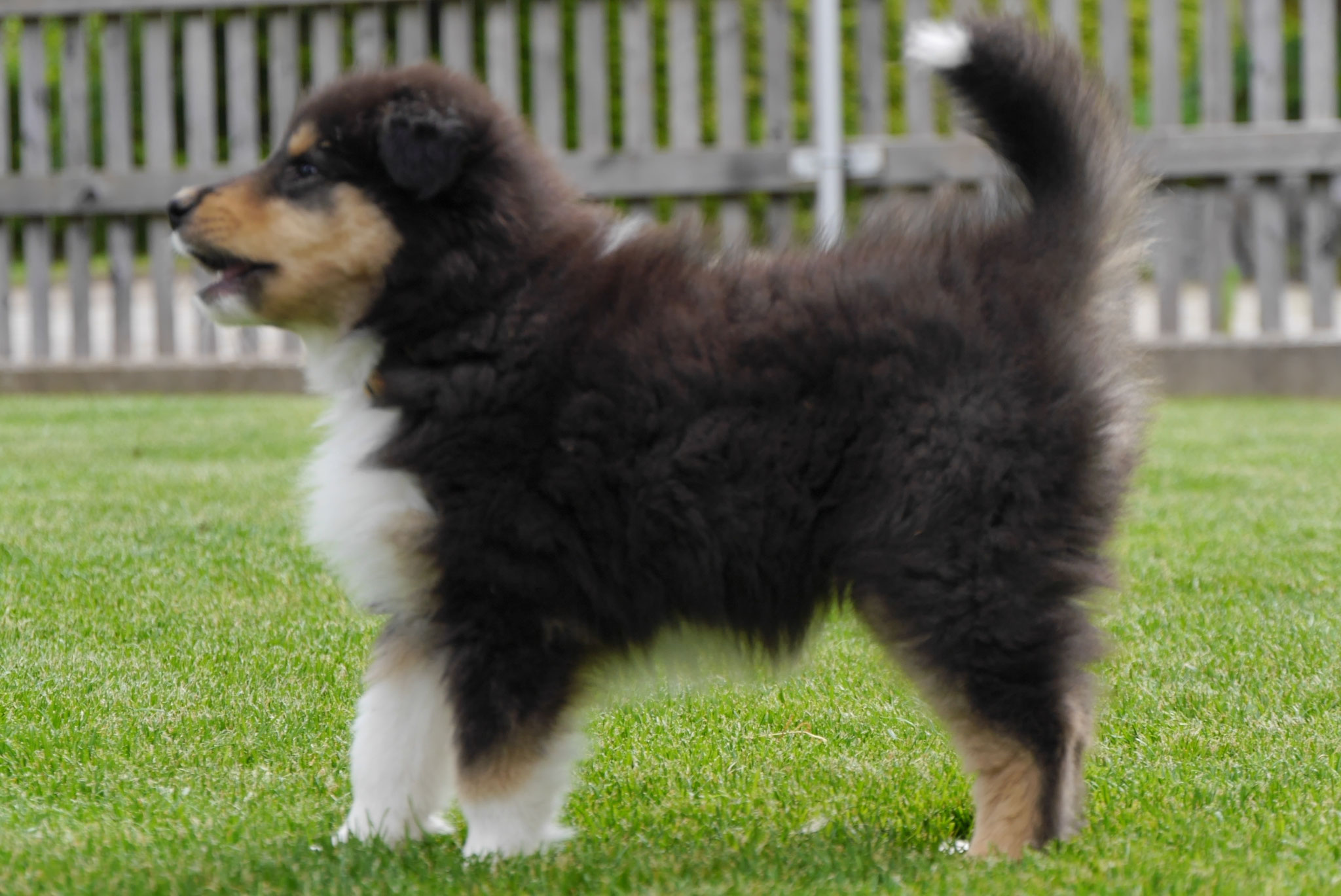 Leeloo mit 8 Wochen 