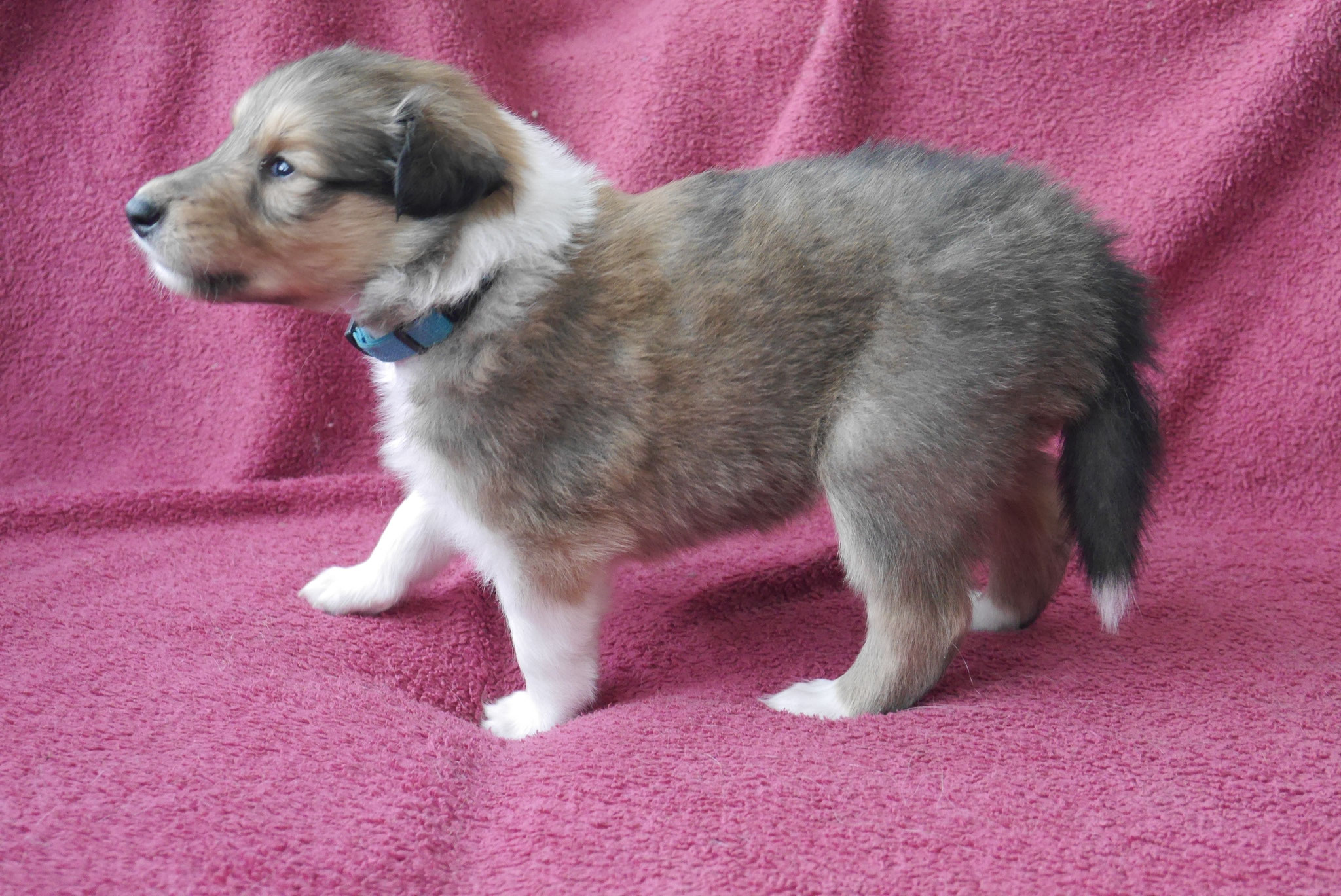 Indiana Jones mit 4 Wochen