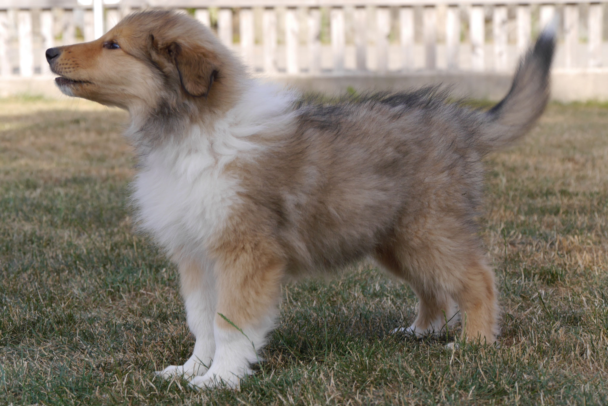 Koda mit 10 Wochen 