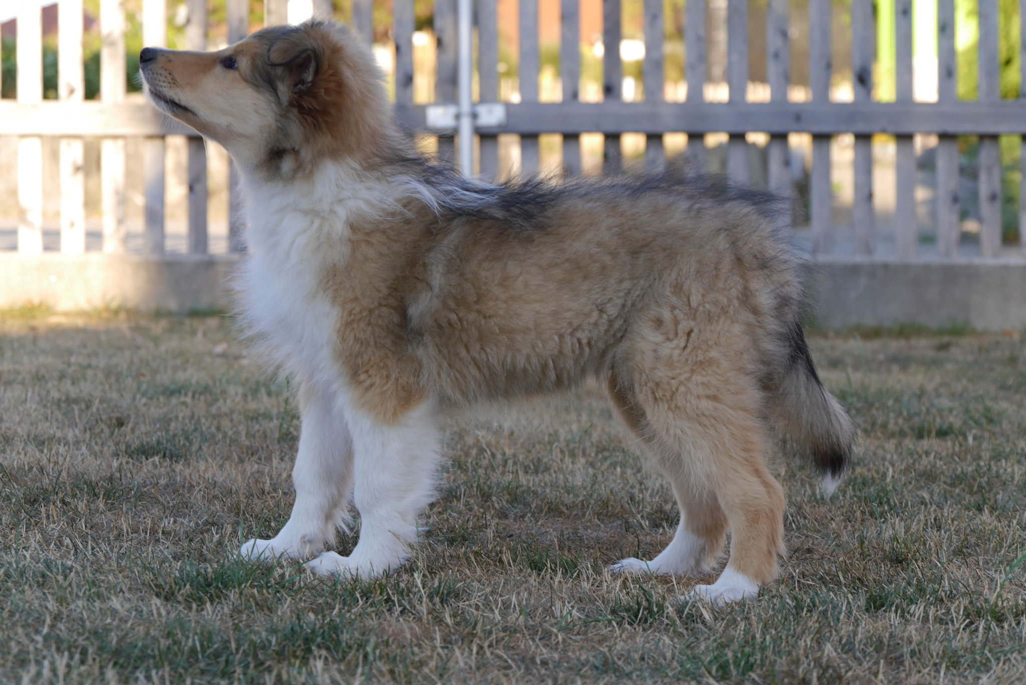 Kenai mit 11 Wochen 