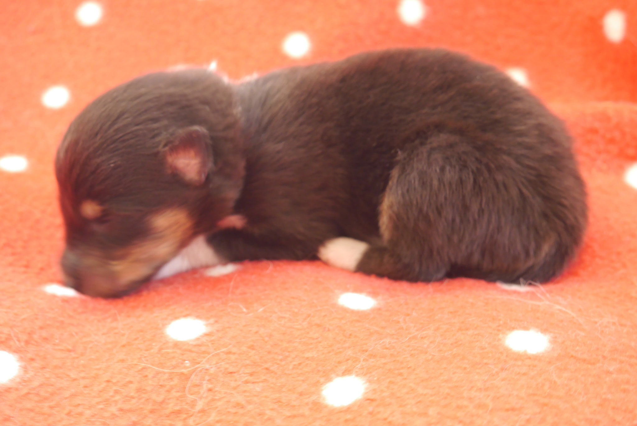 Leeloo mit 1ner Woche 