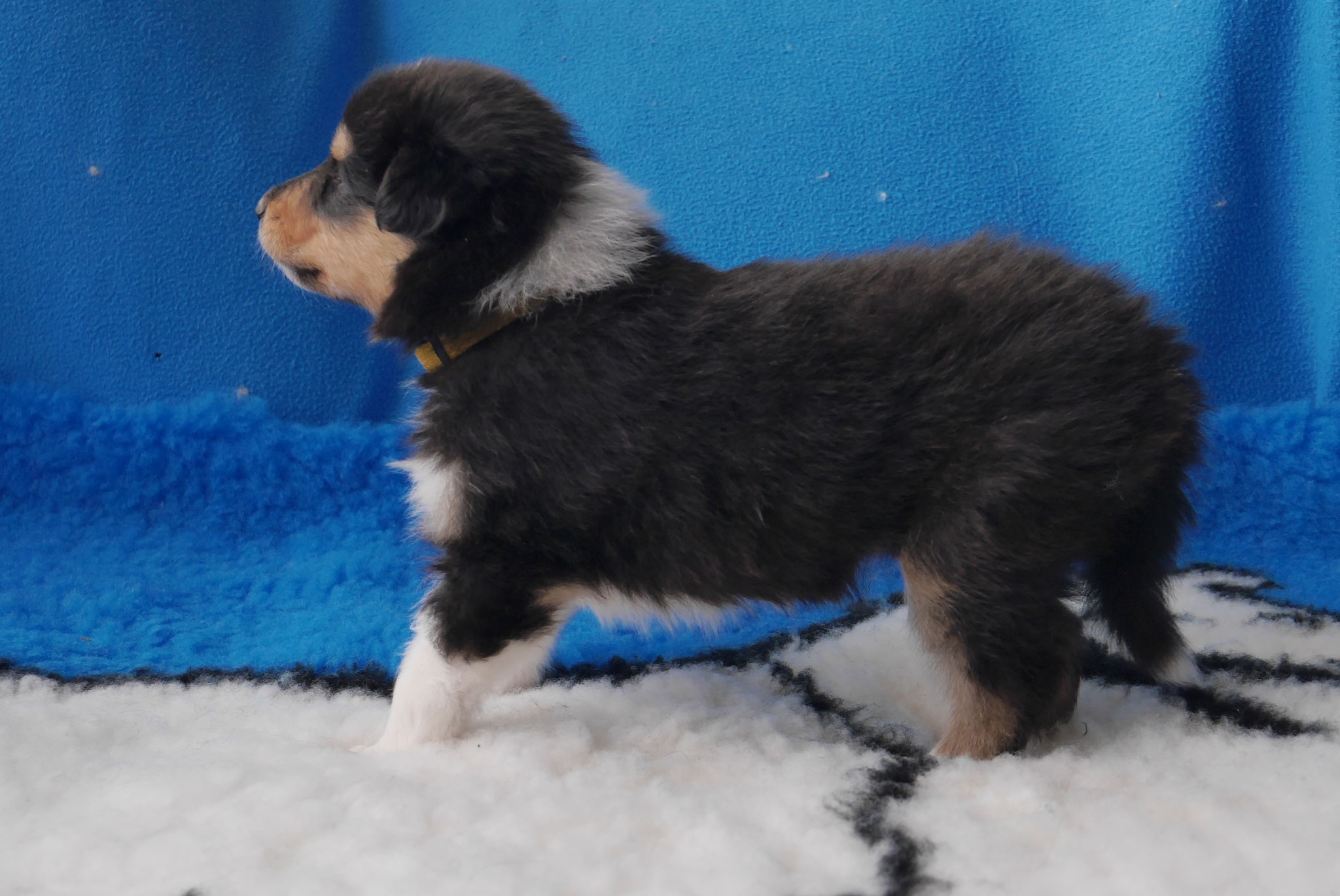 Luna mit 4 Wochen 