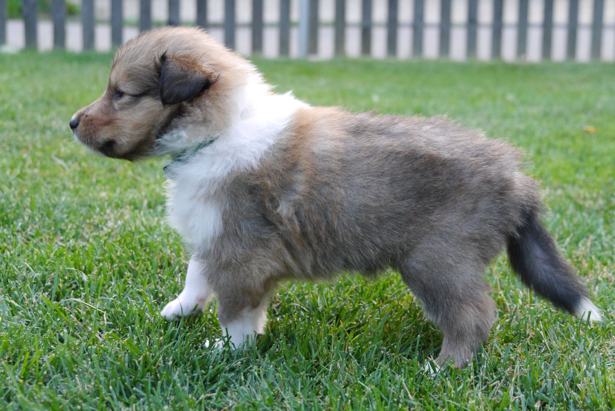 Koda mit 4 Wochen 