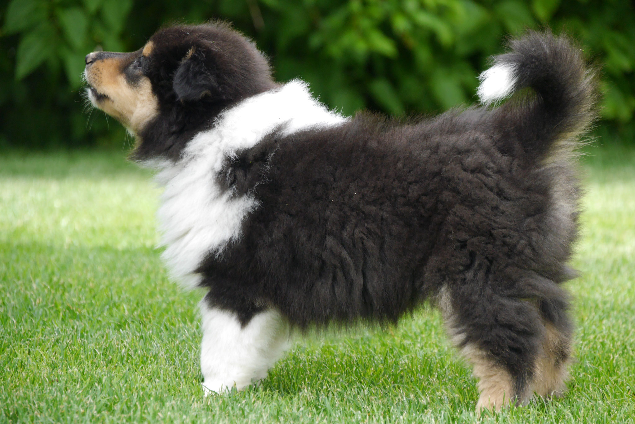 Nala mit 8 Wochen 