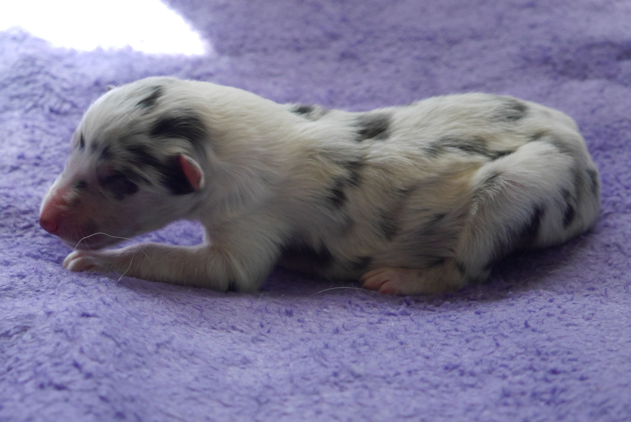 Quicksilver’s Geburtstag 