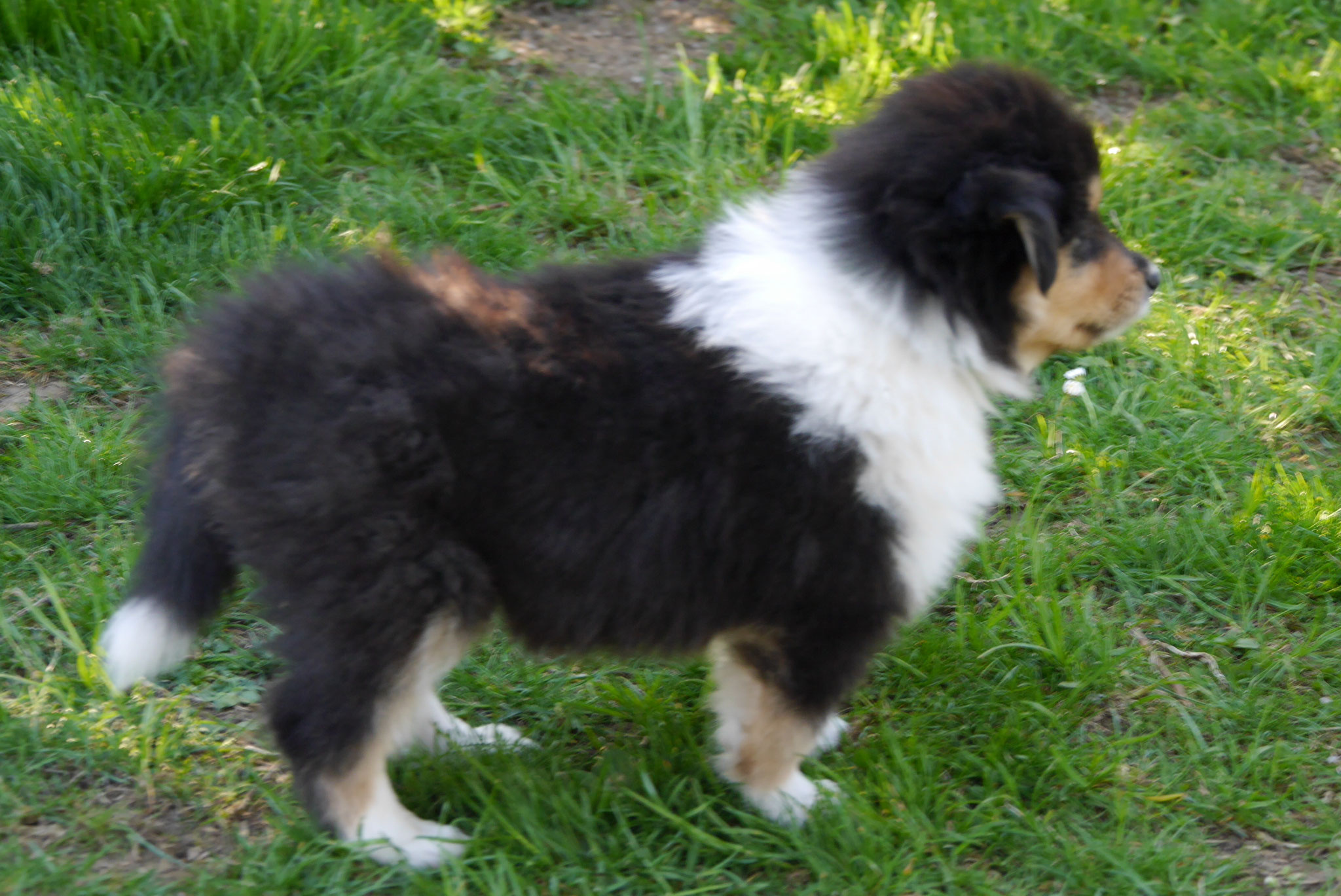 Ernie mit 6 Wochen
