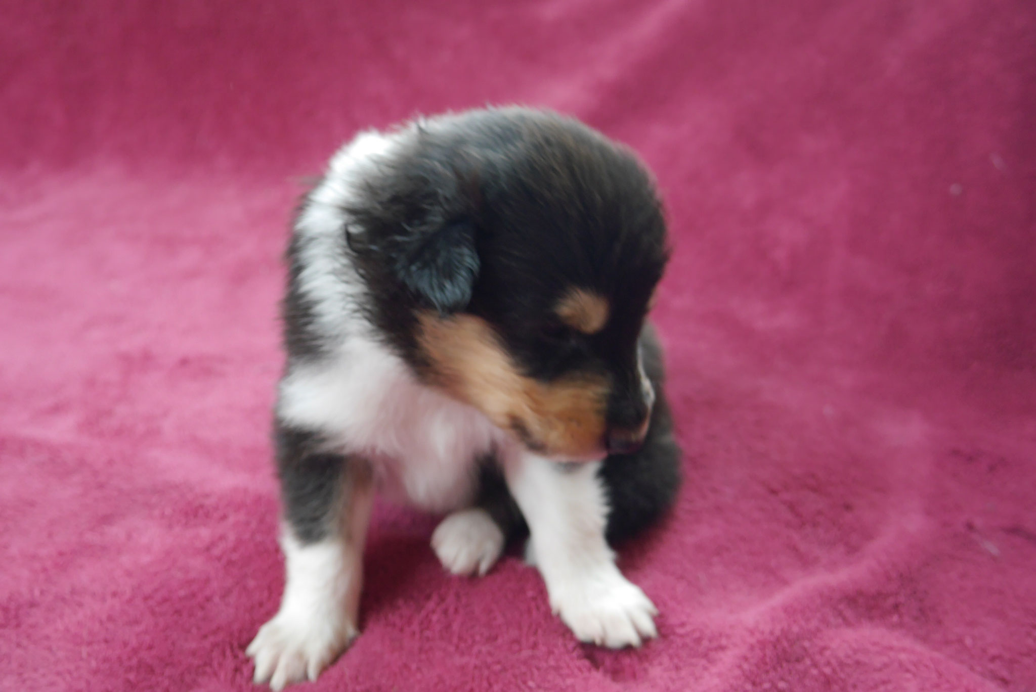 Chilly-Jo mit 3 Wochen