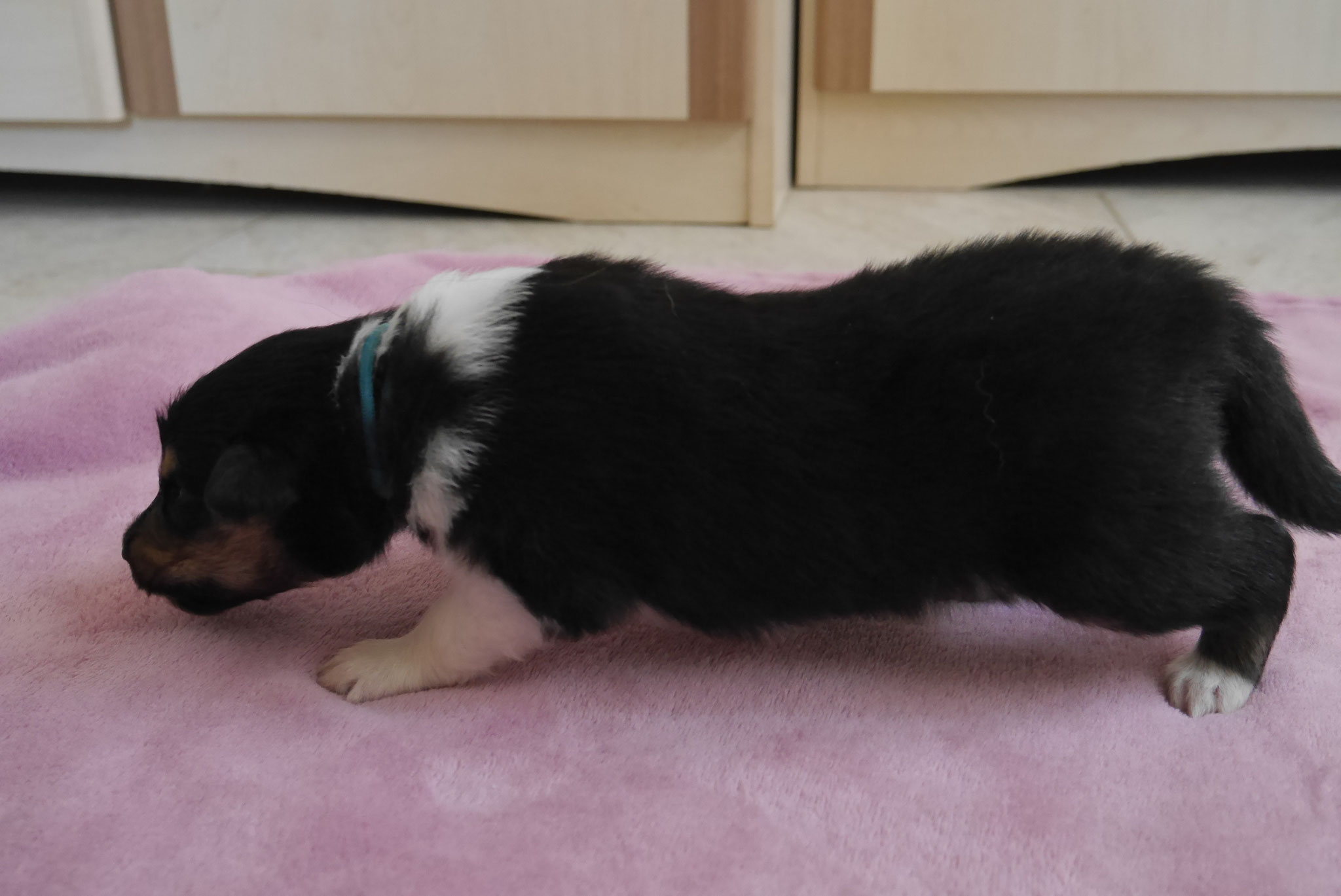 Jack mit 2 Wochen 