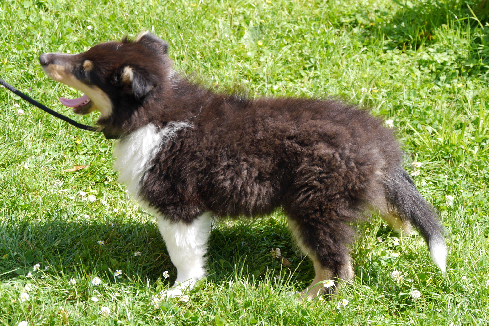 Cora mit 10 Wochen