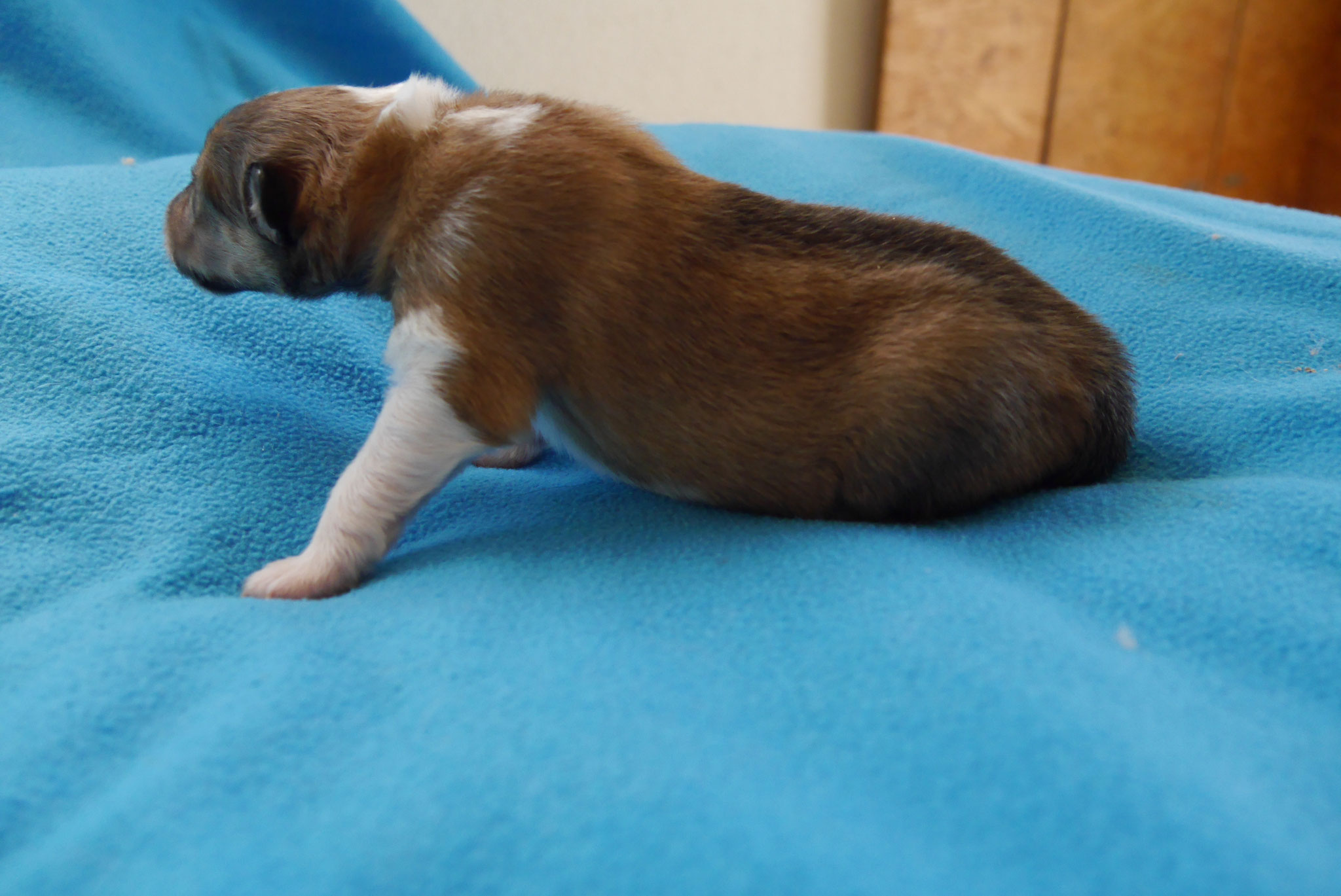 Percy mit 1ner Woche 