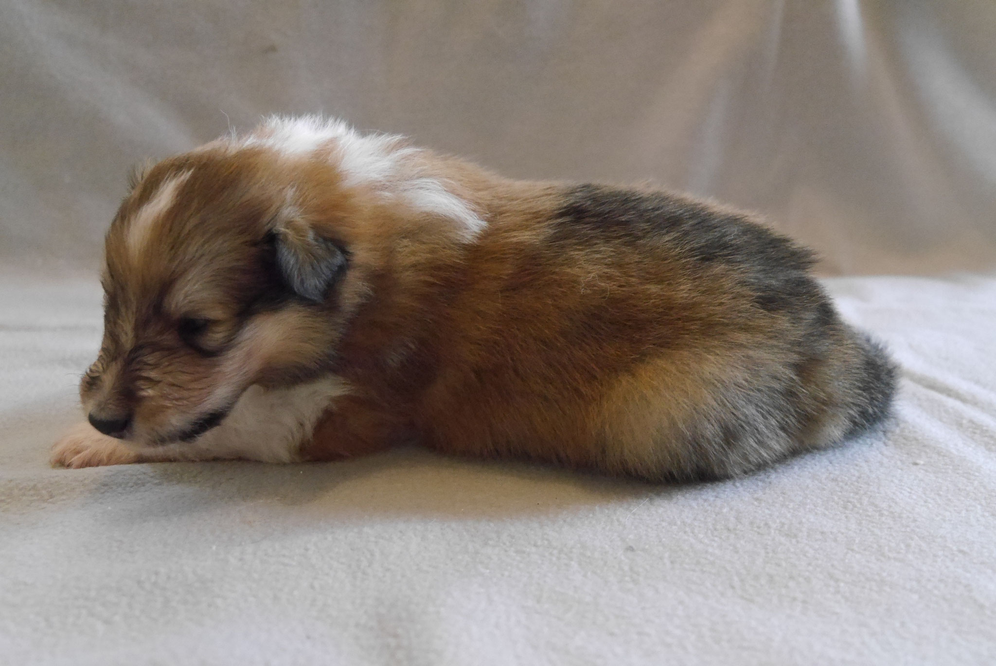 Percy mit 3 Wochen 