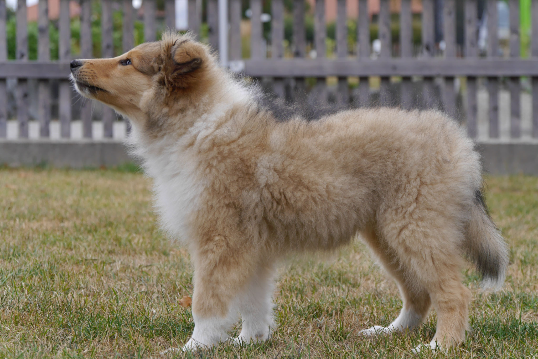 Kiara mit 12 Wochen 