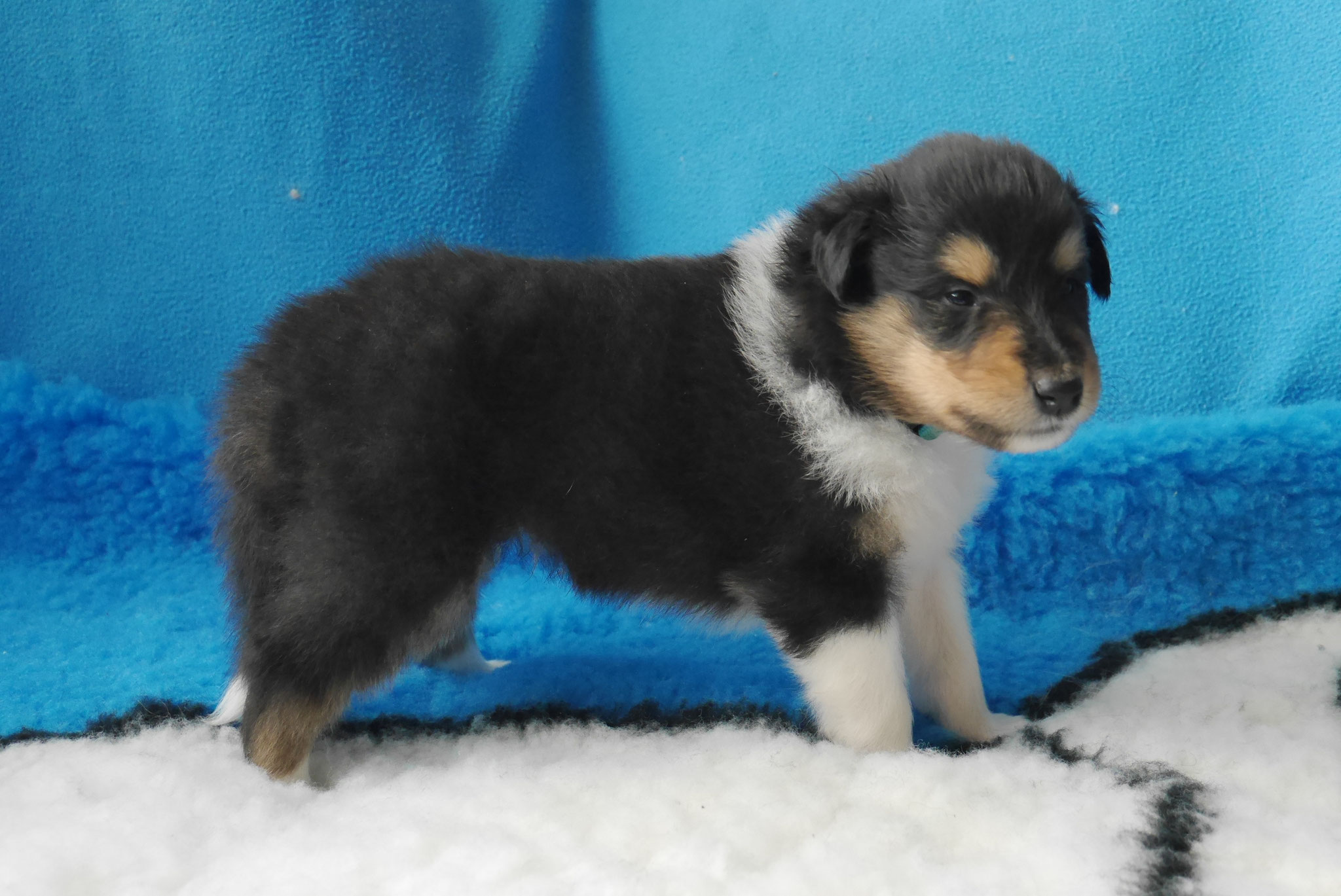 Leo mit 4 Wochen 