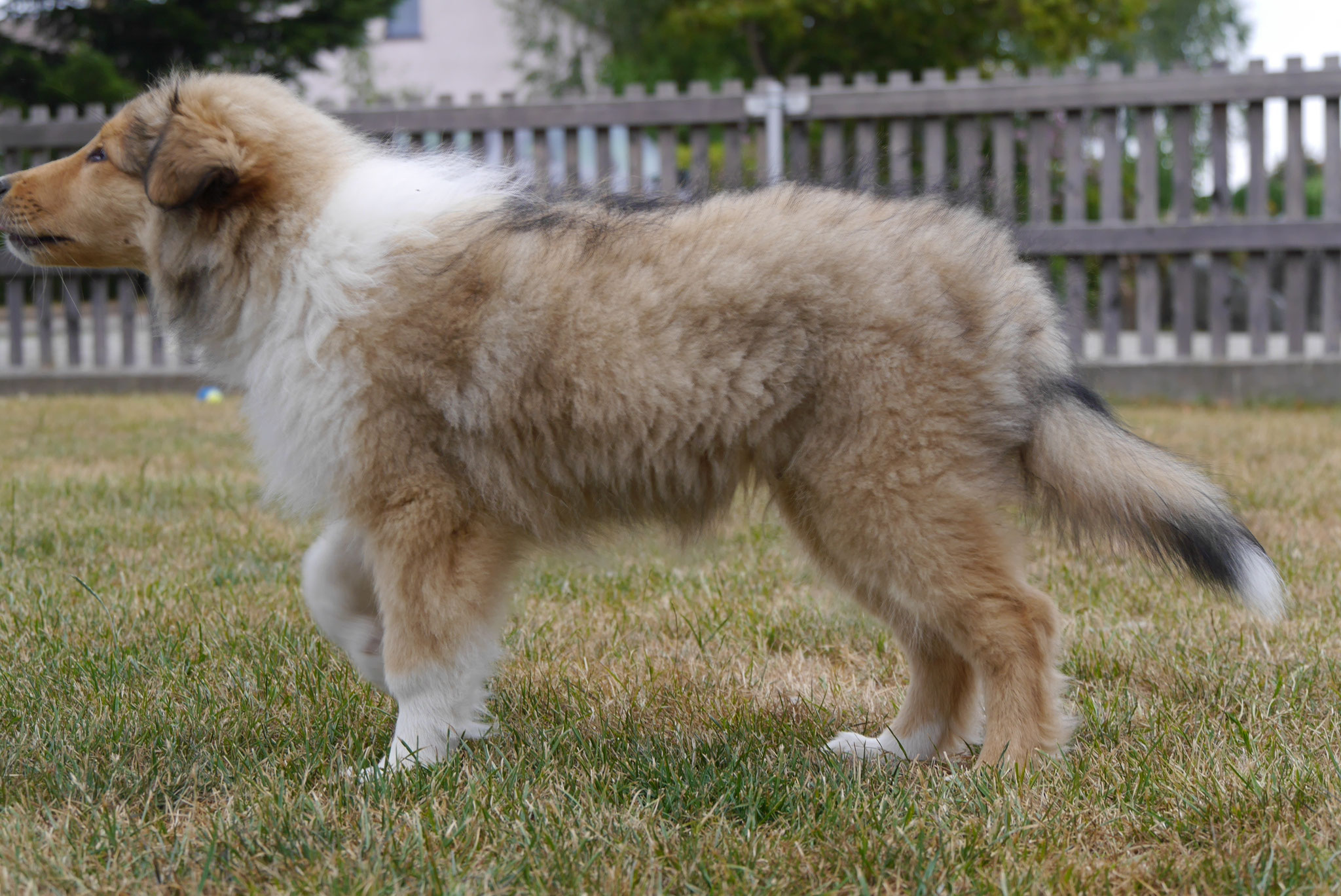 Koda mit 12 Wochen 
