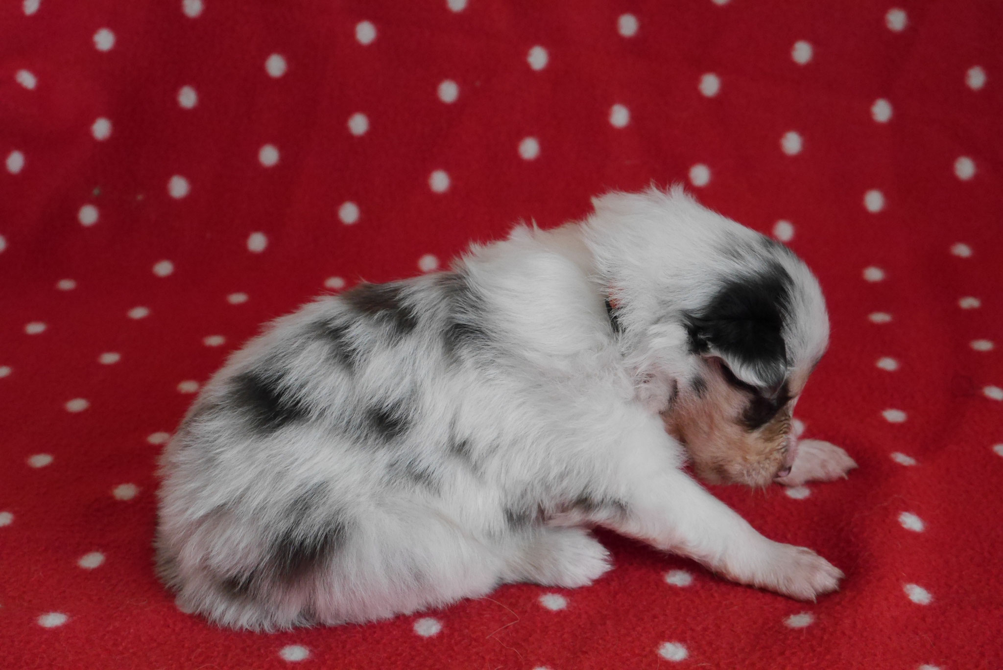 Quicksilver mit 3 Wochen 