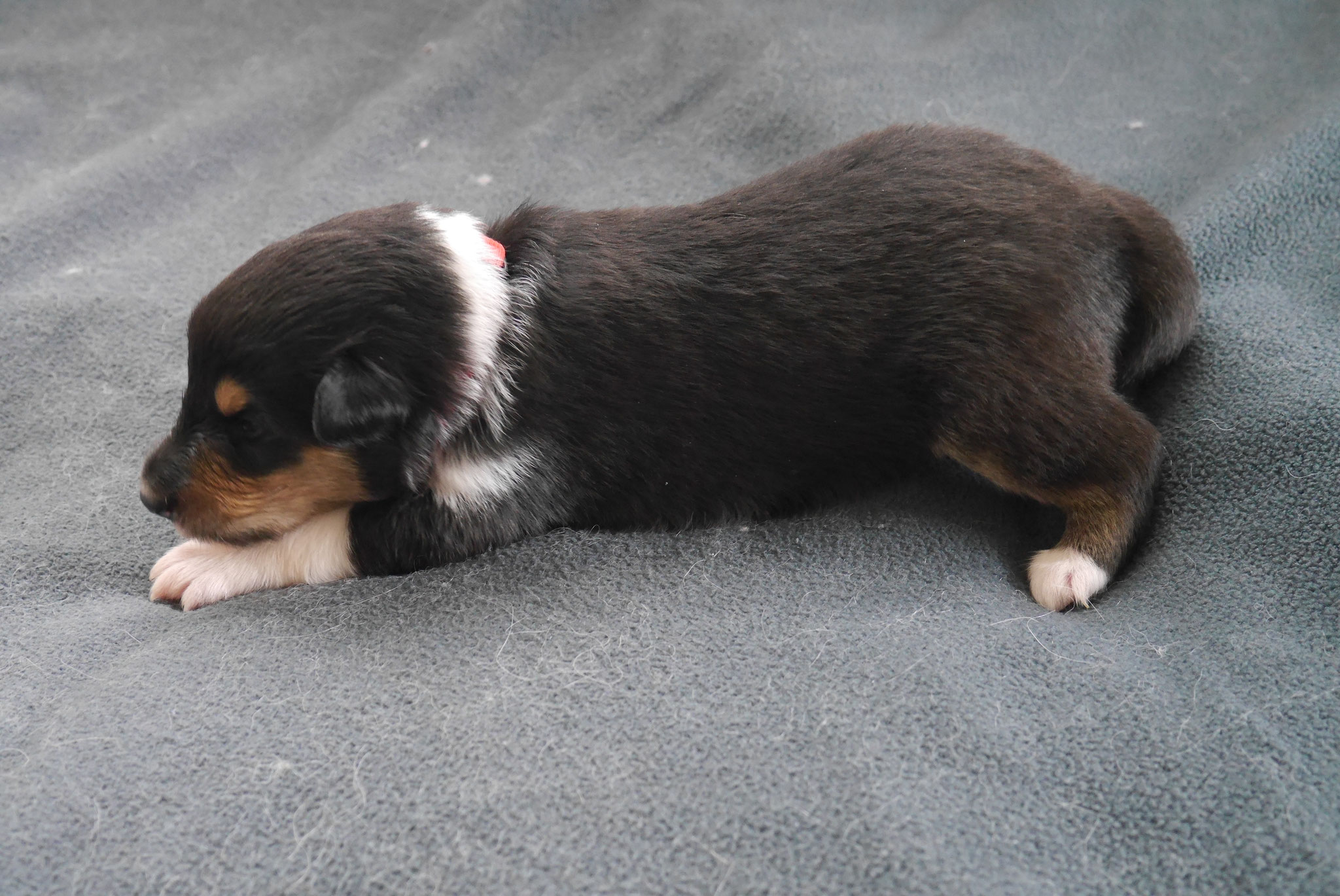 Hope mit 2 Wochen 