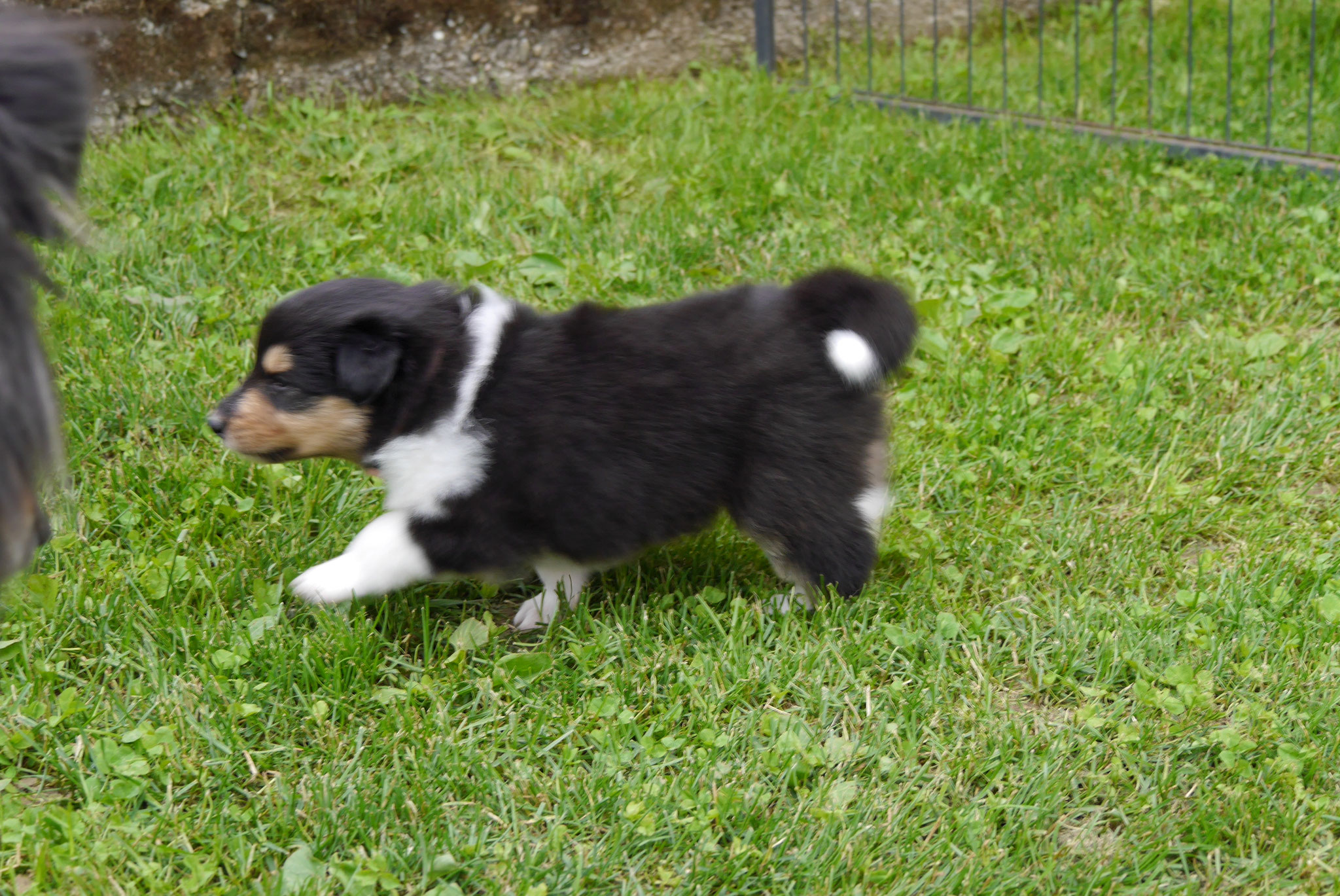 Hermine mit 4 Wochen 