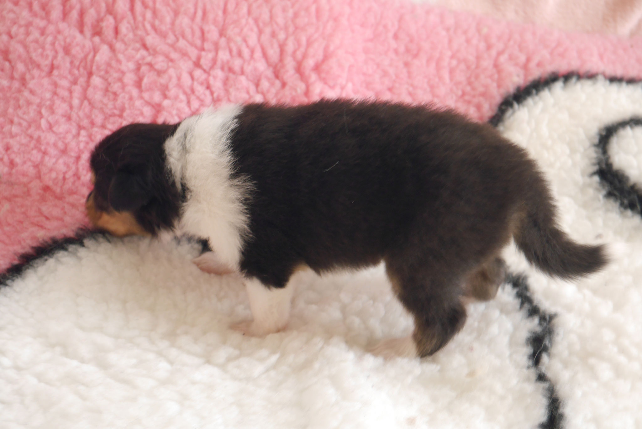 Leo mit 3 Wochen 