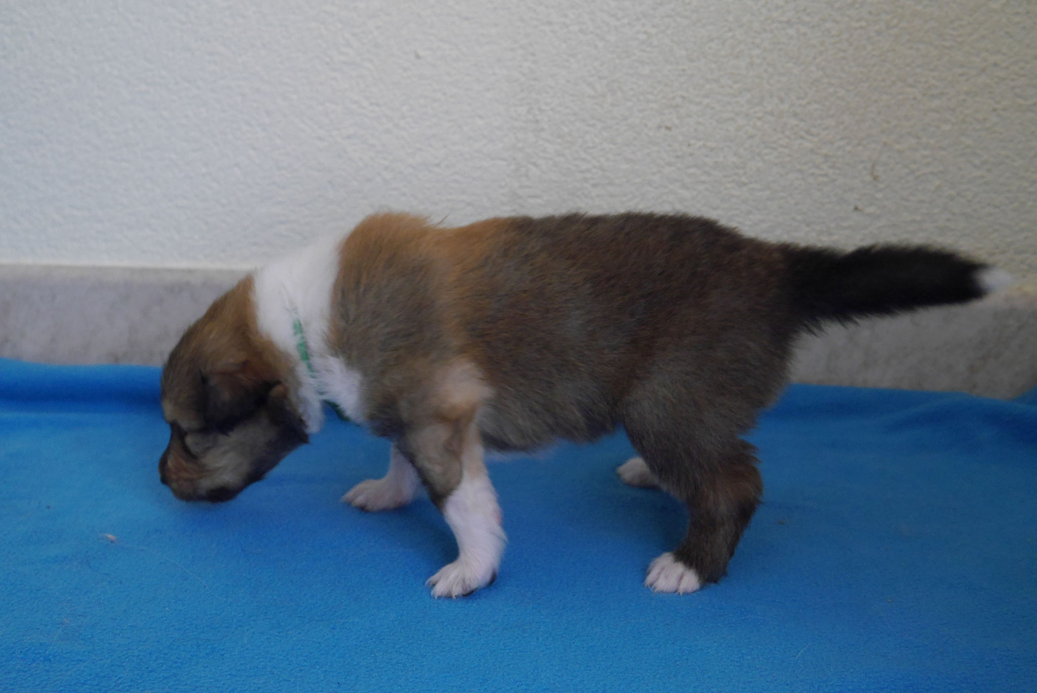 Koda mit 3 Wochen 