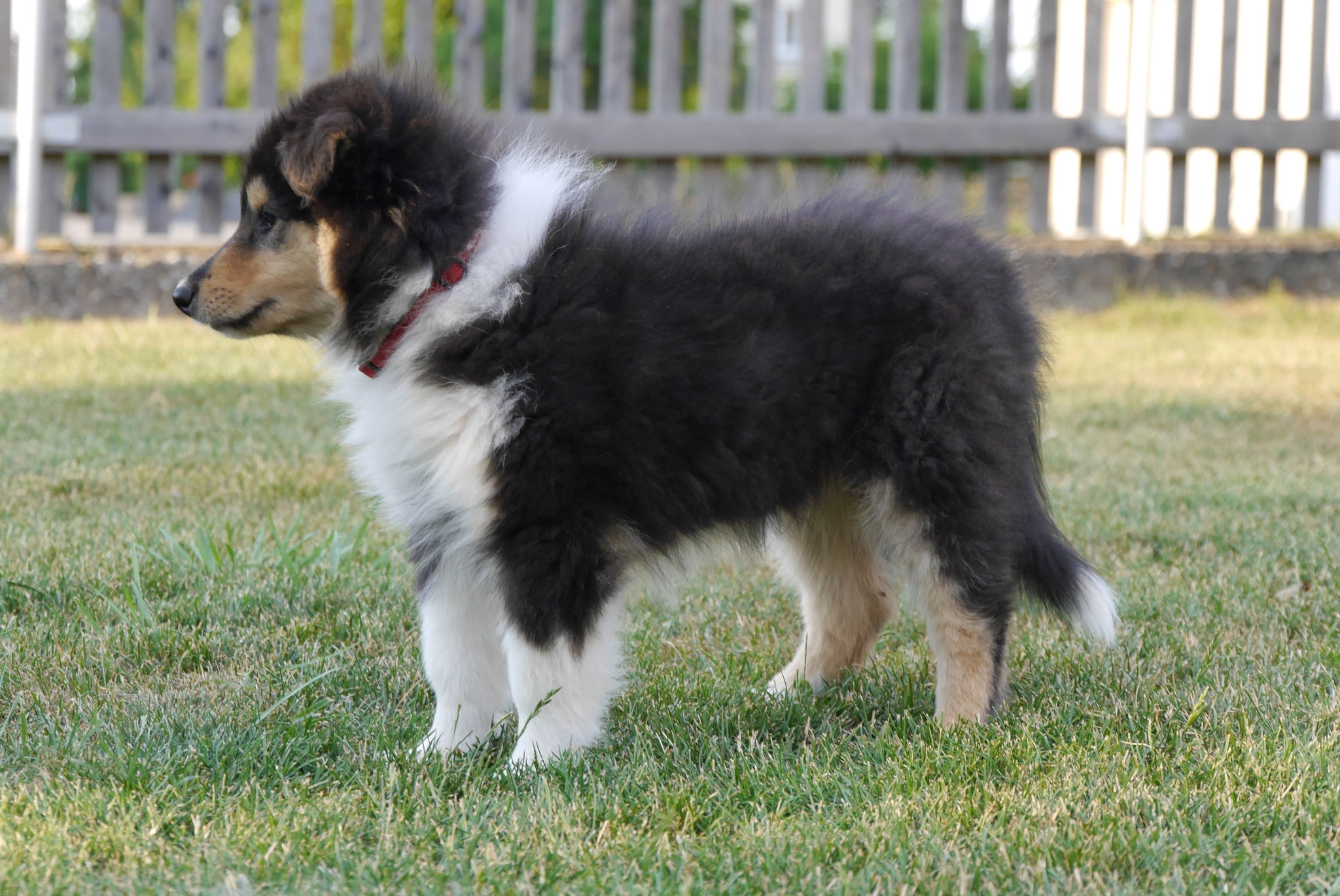 Joy mit 9 Wochen 