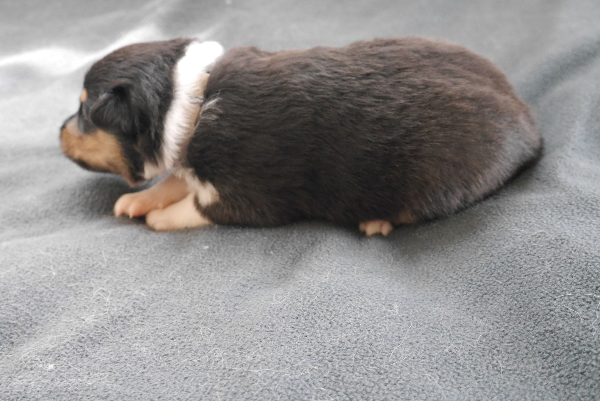 Holly mit 2 Wochen 