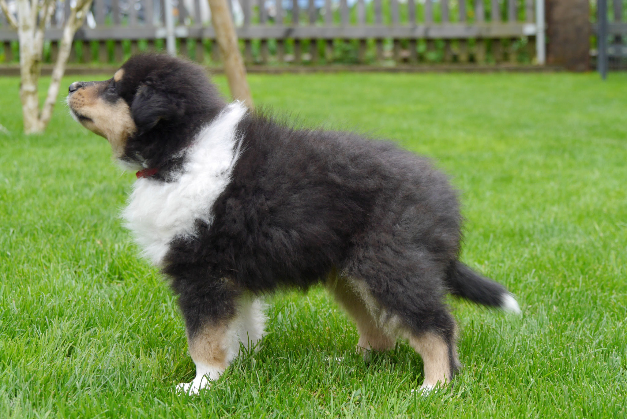 LeRoy mit 7 Wochen 