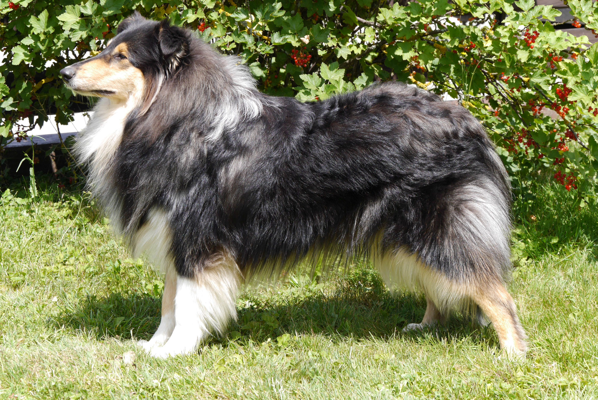Bessy mit ca. 1,5 Jahren