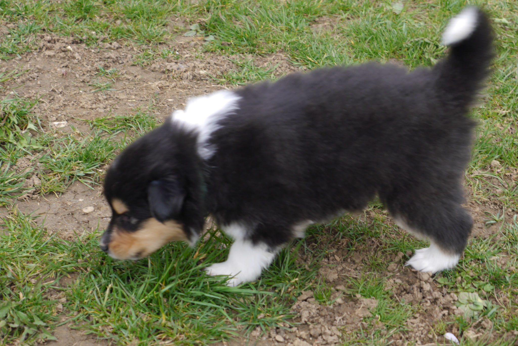 Ernie mit 4 Wochen