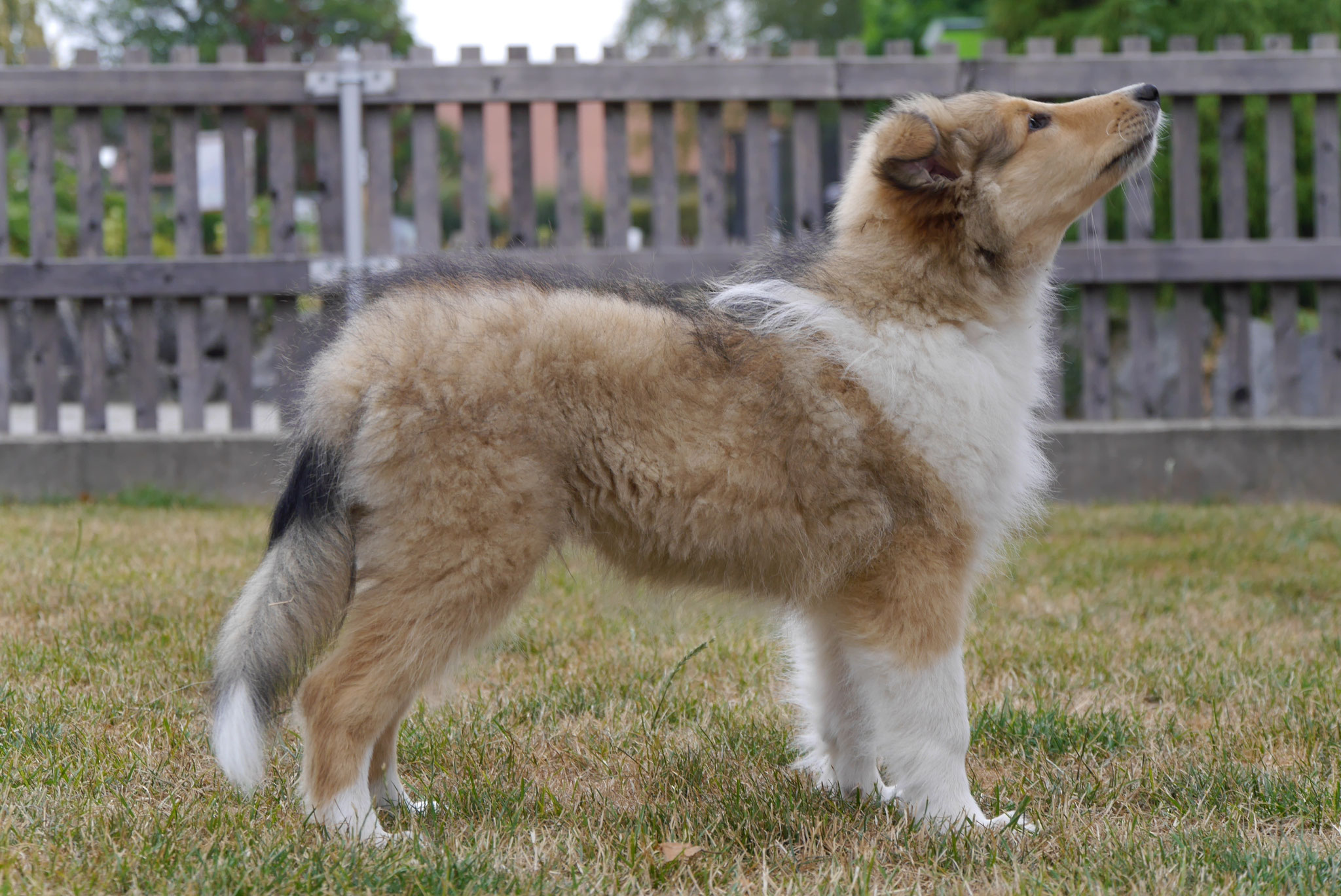 Kenai mit 12 Wochen 