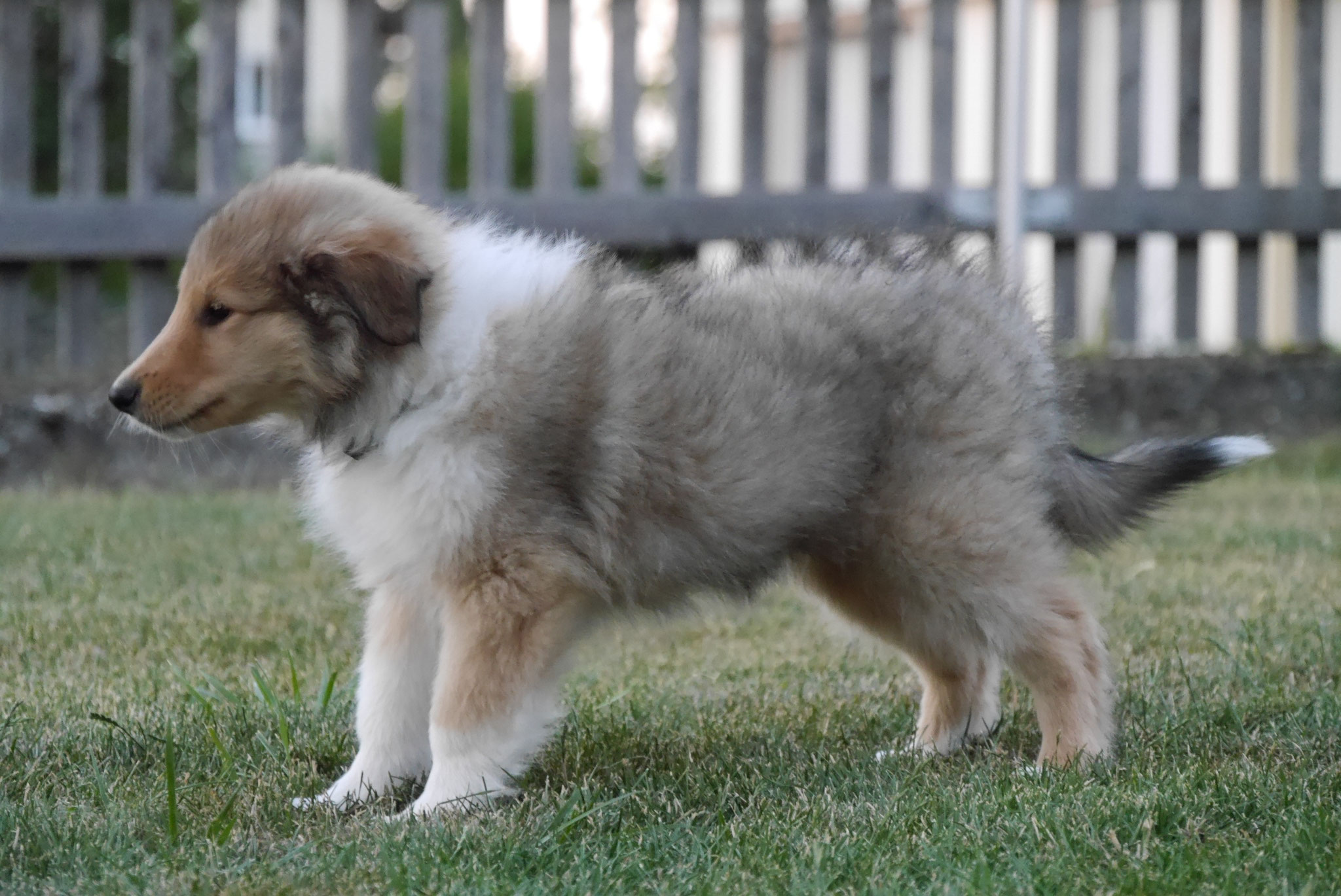 Koda mit 9 Wochen 