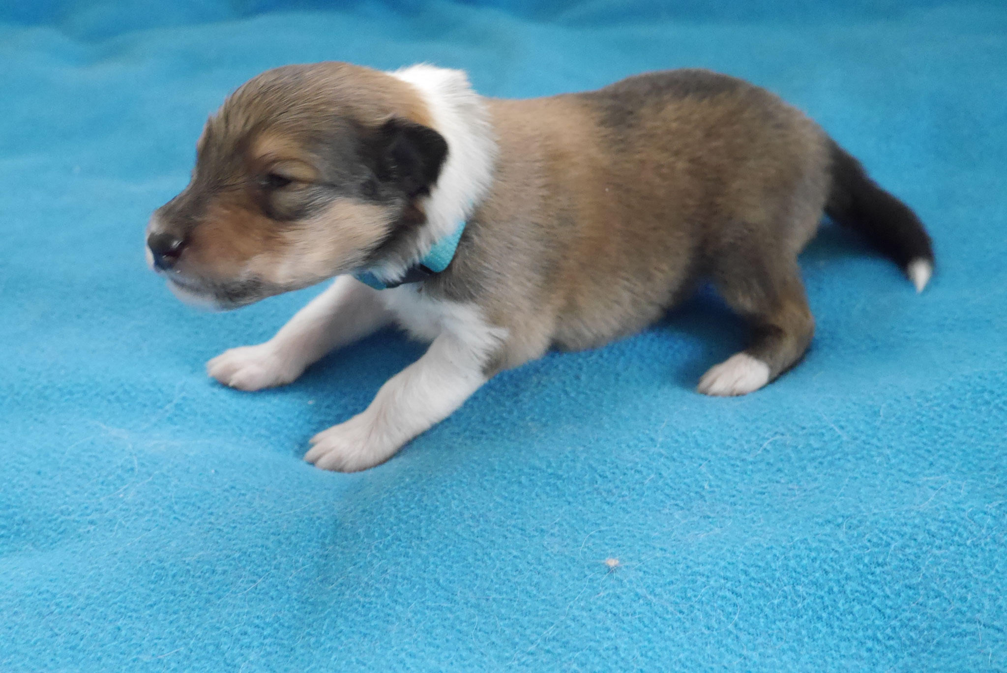 Indiana Jones mit 2 Wochen