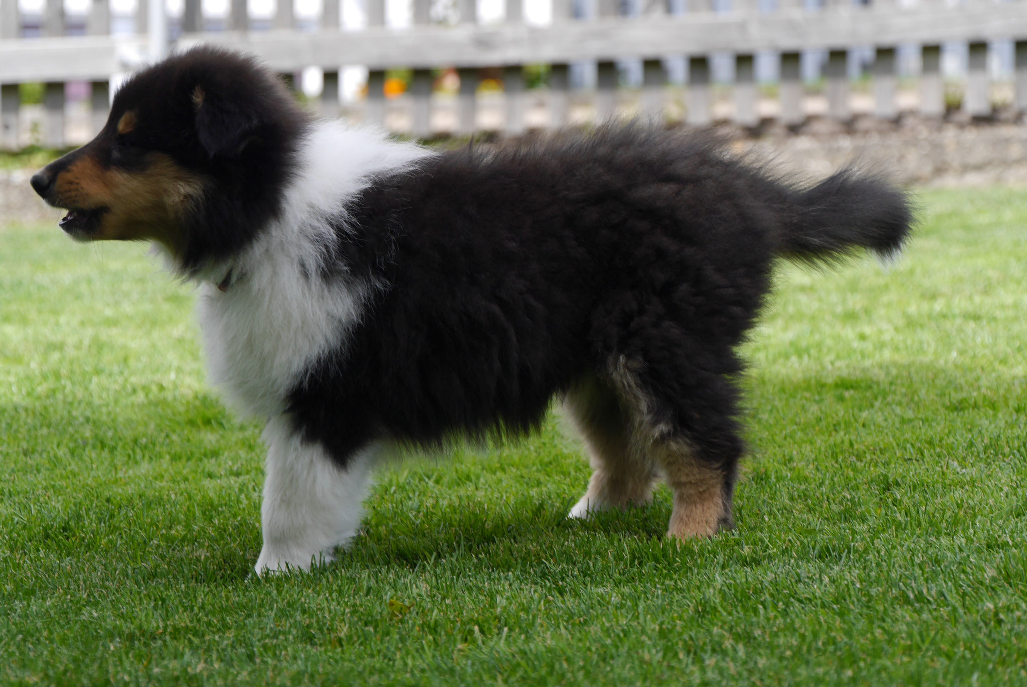 Nala mit 9 Wochen 