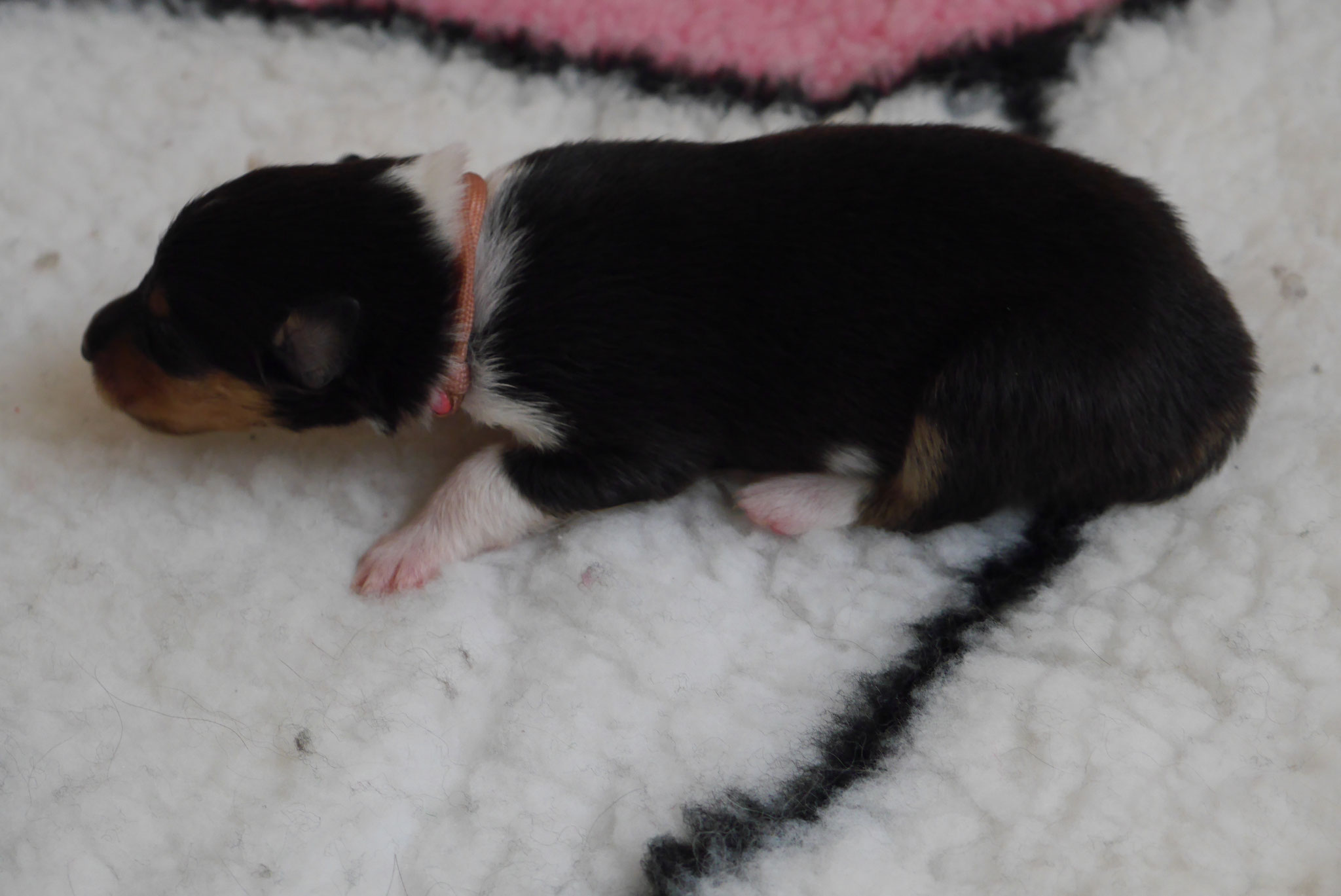 Jeany  mit 1ner Woche