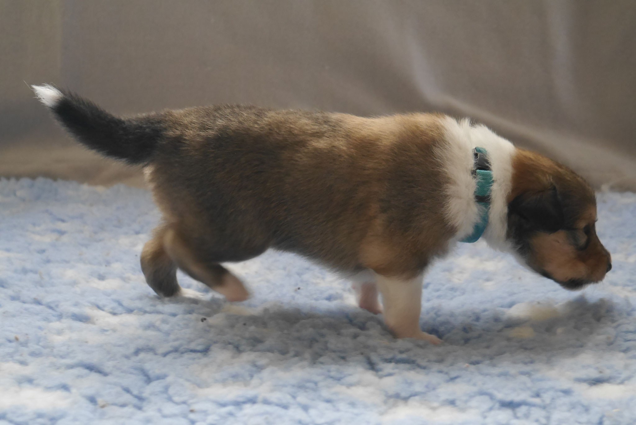 Indiana Jones mit 3 Wochen